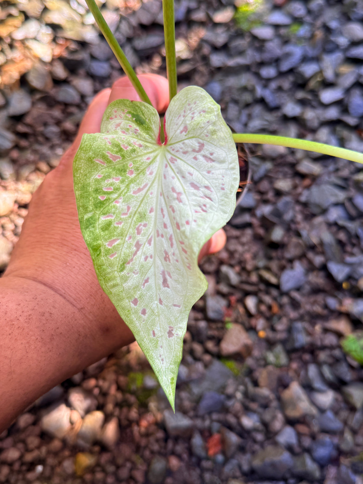 Caladium Hybrid T53