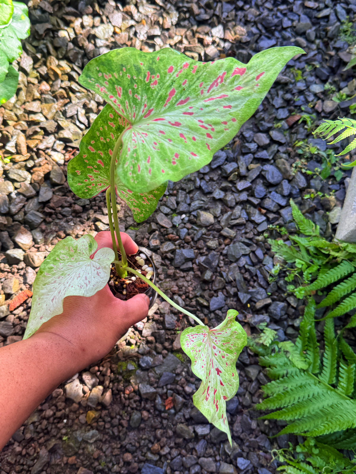 Caladium Hybrid T53