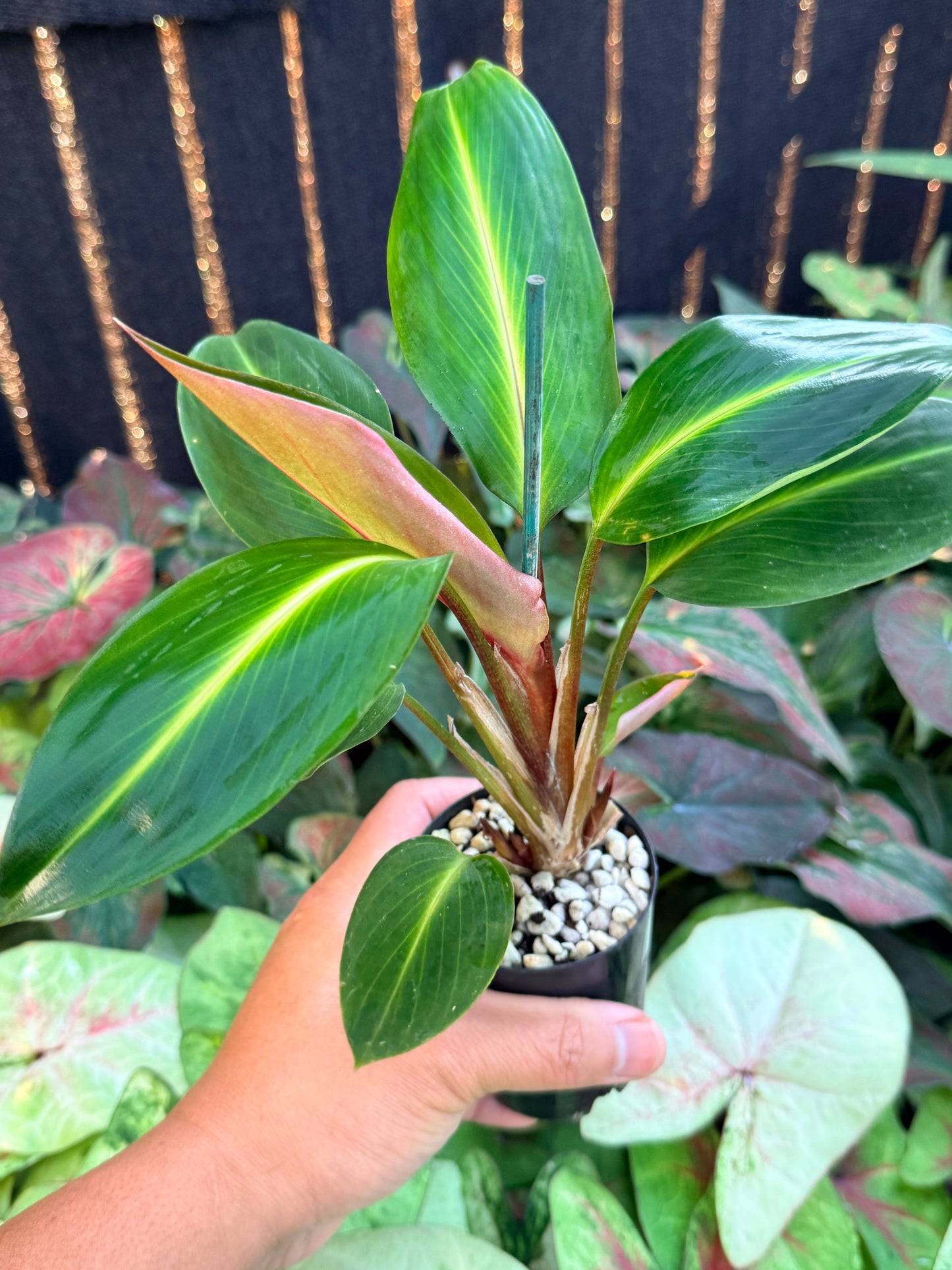 Boesenbergia aurantiaca 'Ornamental Ginger Orange Flowers' M4