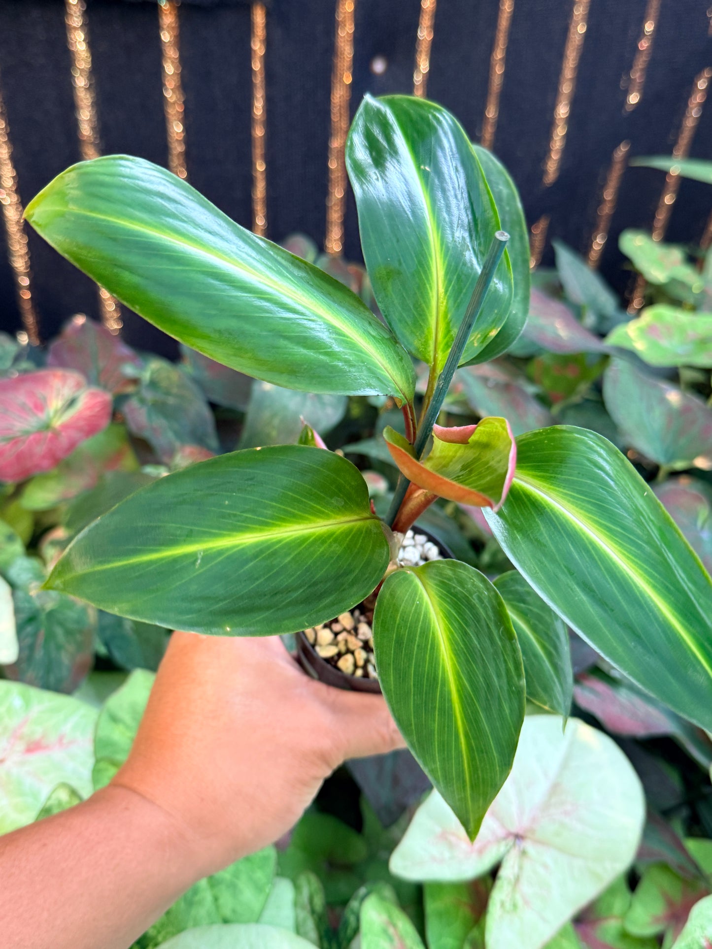 Boesenbergia aurantiaca 'Ornamental Ginger Orange Flowers' M4