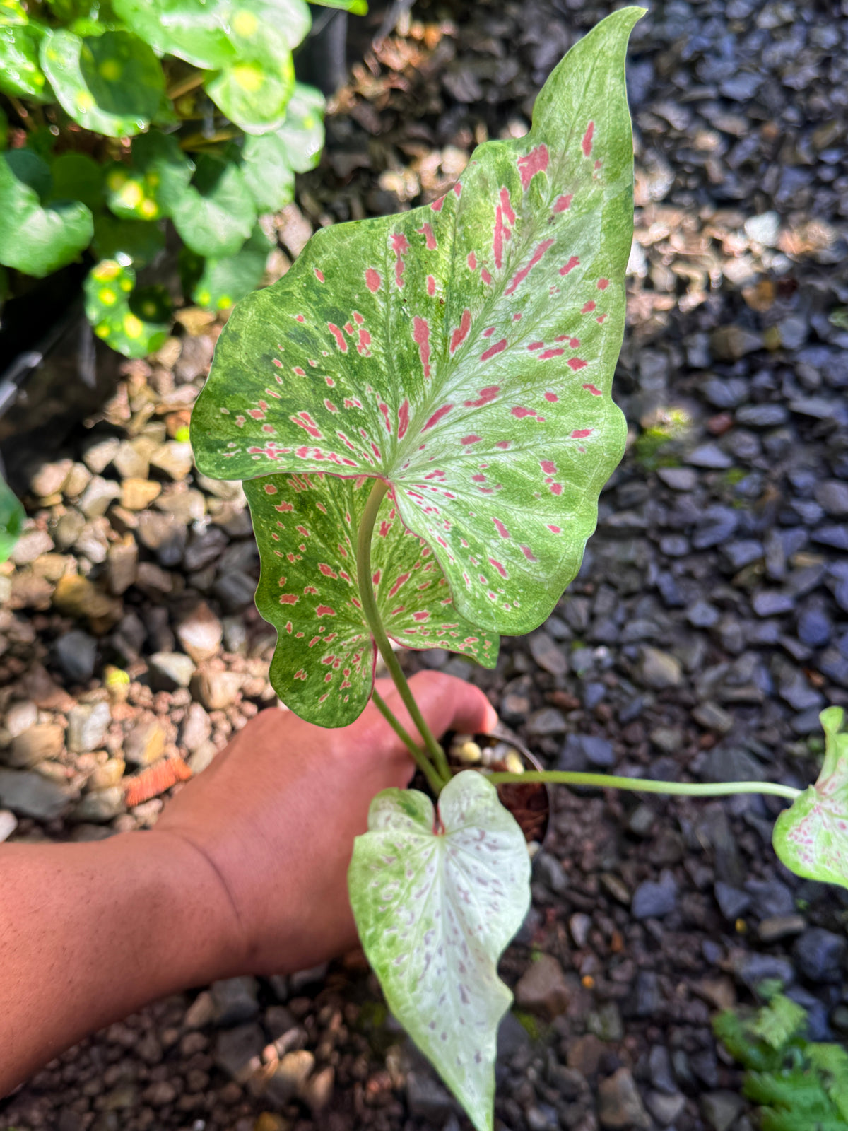 Caladium Hybrid T53