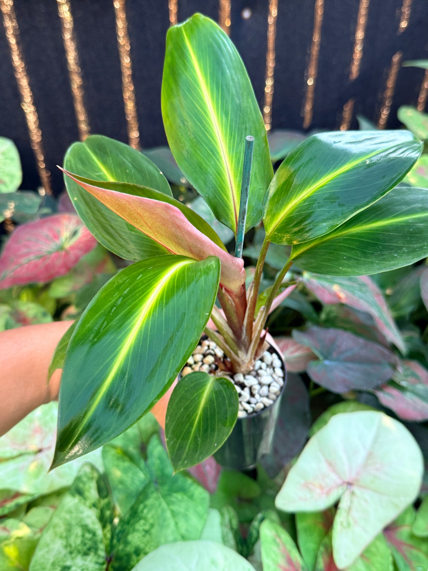 Boesenbergia aurantiaca 'Ornamental Ginger Orange Flowers' M4