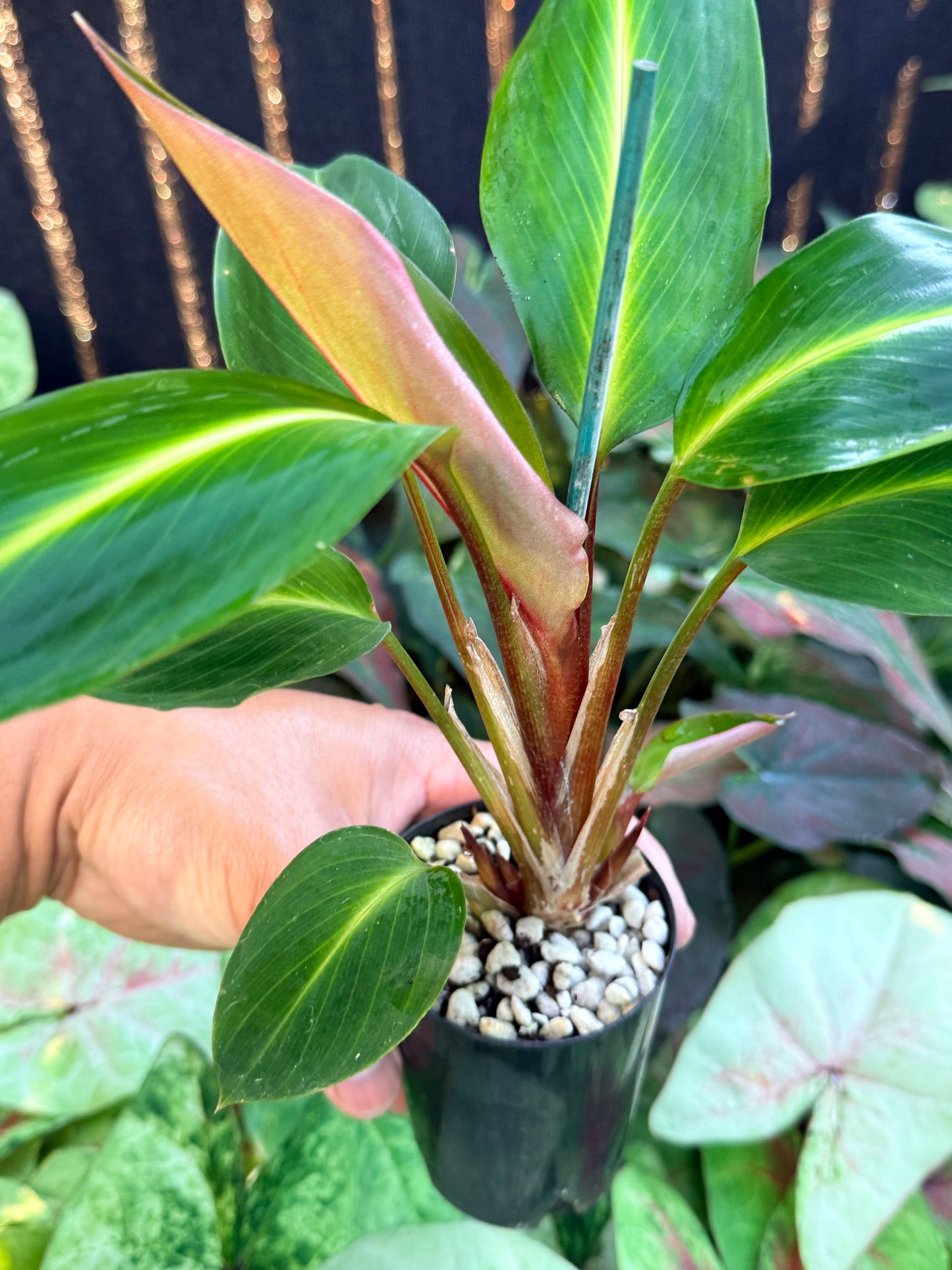 Boesenbergia aurantiaca 'Ornamental Ginger Orange Flowers' M4