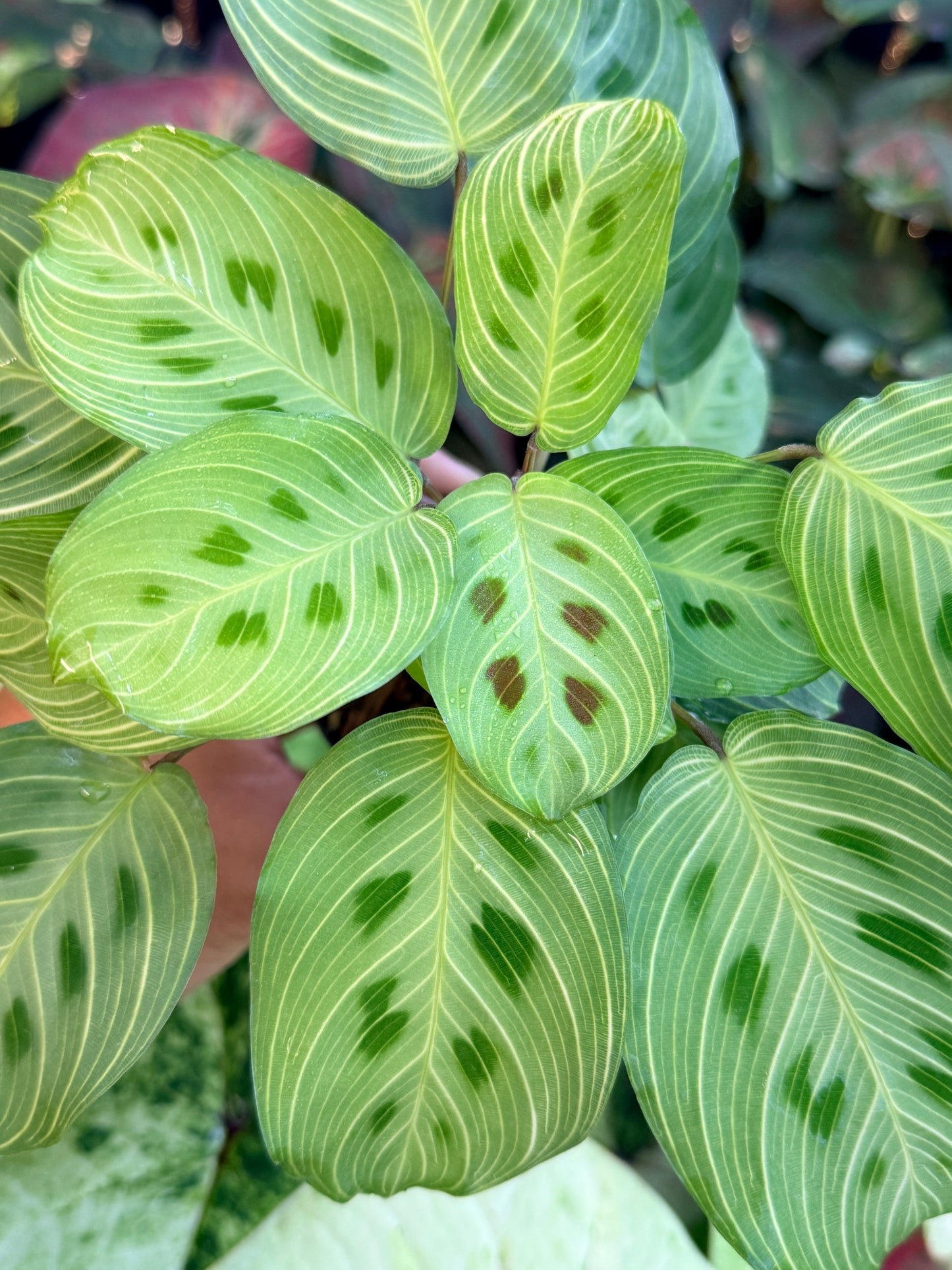 Maranta Leuconeura Kerchoveana Variegated 'Light veins' M26