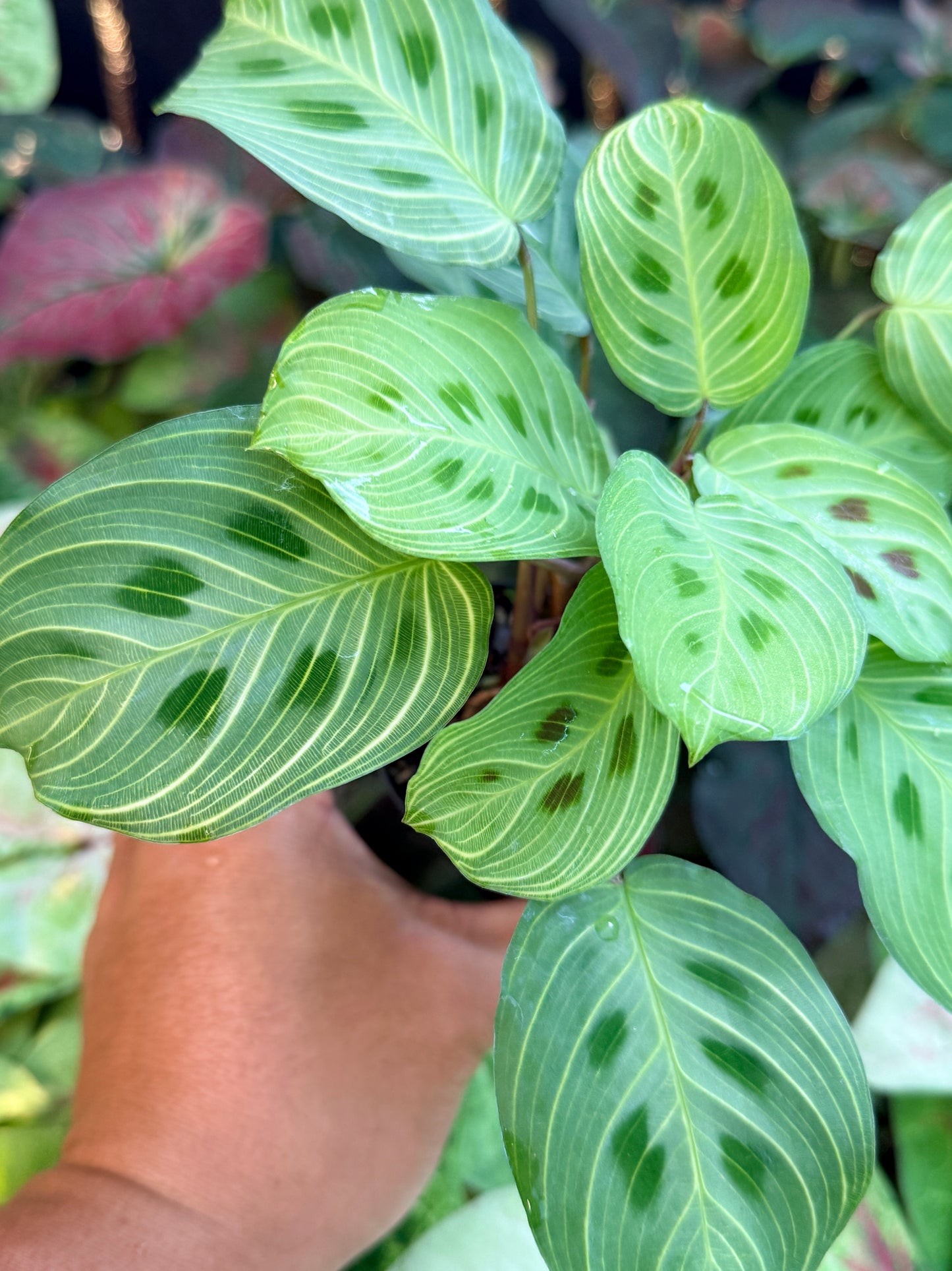 Maranta Leuconeura Kerchoveana Variegated 'Light veins' M26