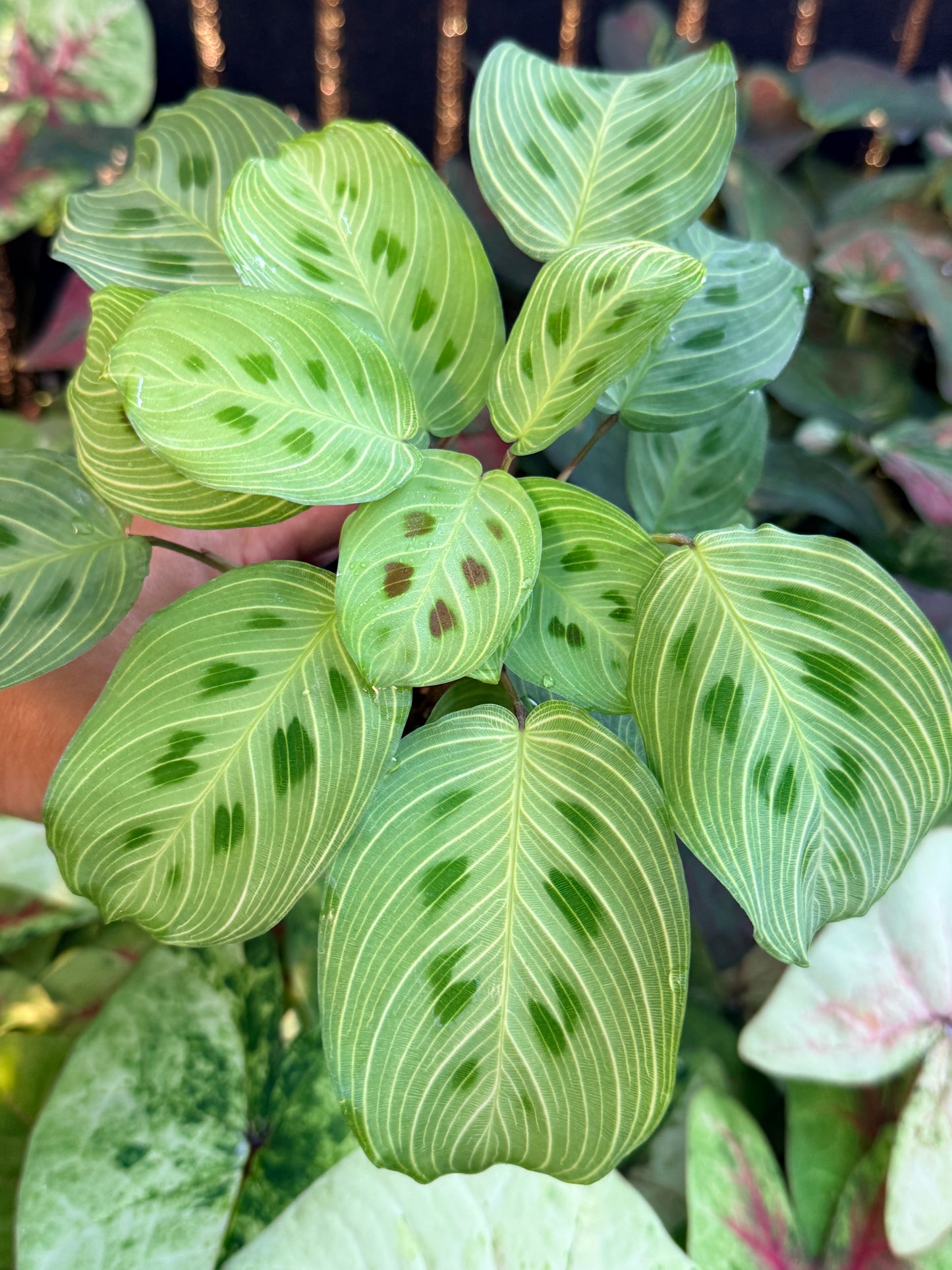 Maranta Leuconeura Kerchoveana Variegated 'Light veins' M26