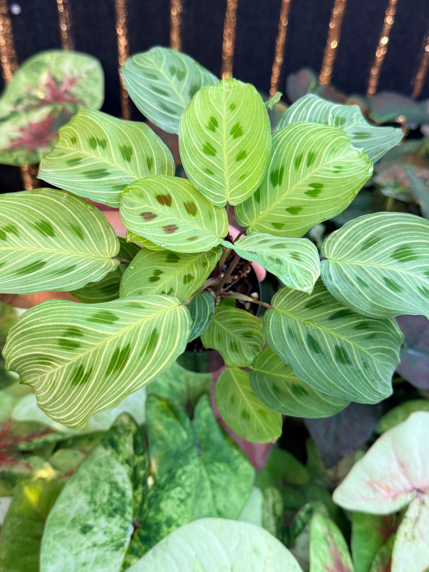 Maranta Leuconeura Kerchoveana Variegated 'Light veins' M26