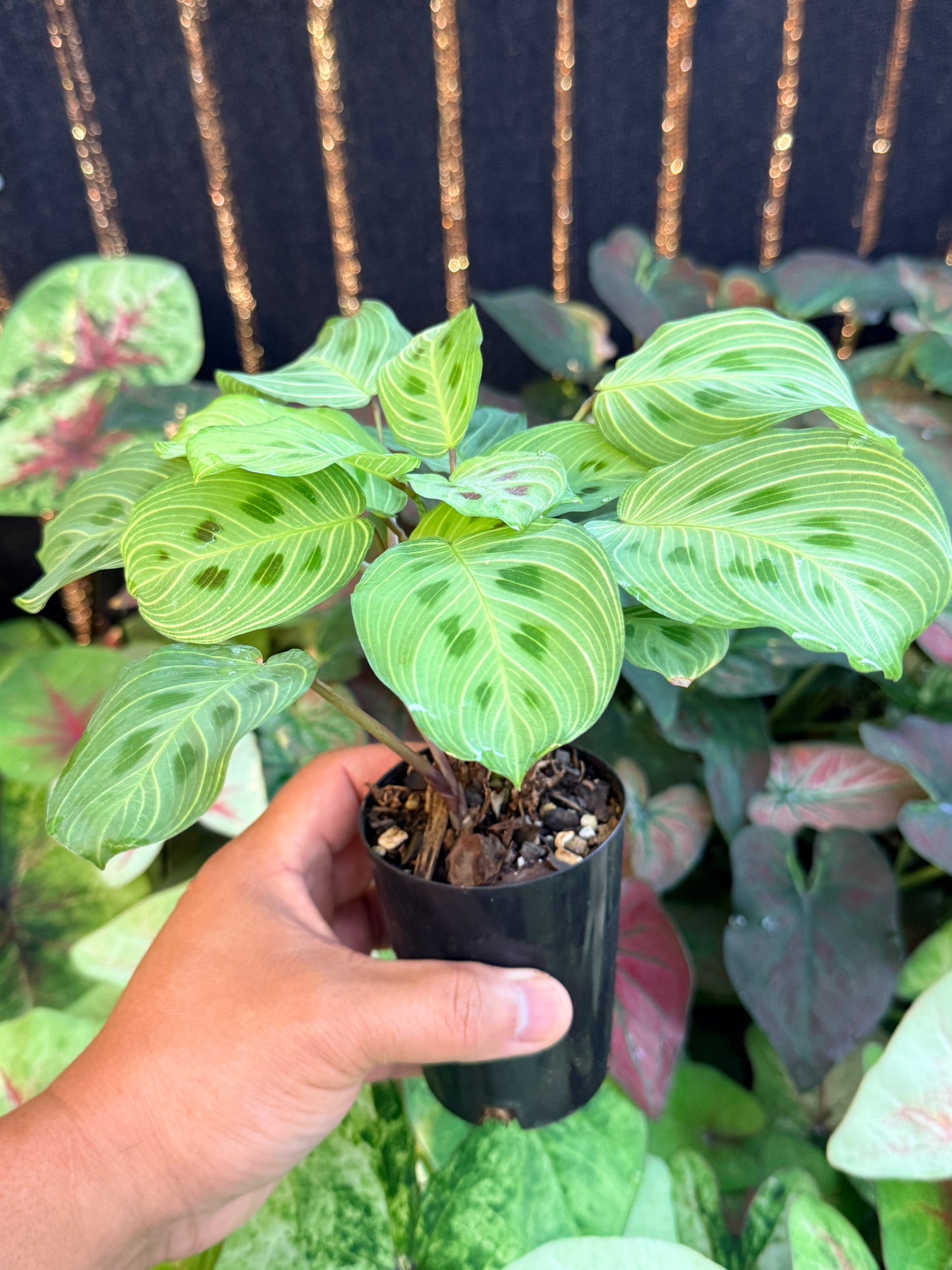 Maranta Leuconeura Kerchoveana Variegated 'Light veins' M26
