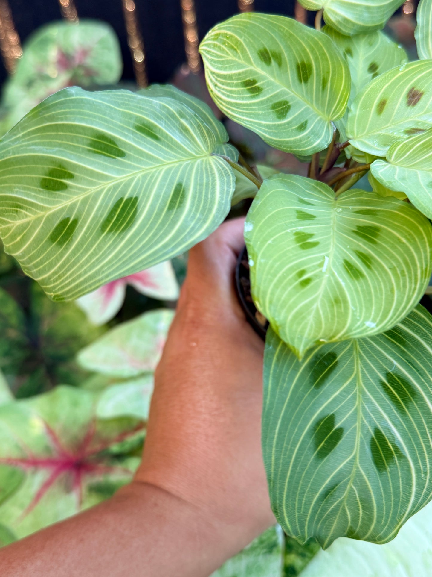 Maranta Leuconeura Kerchoveana Variegated 'Light veins' M26