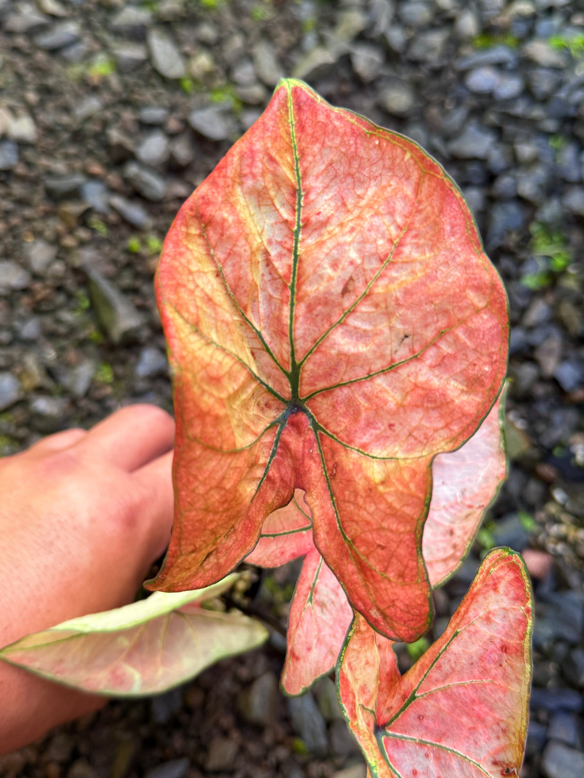 Caladium Hybrid T60
