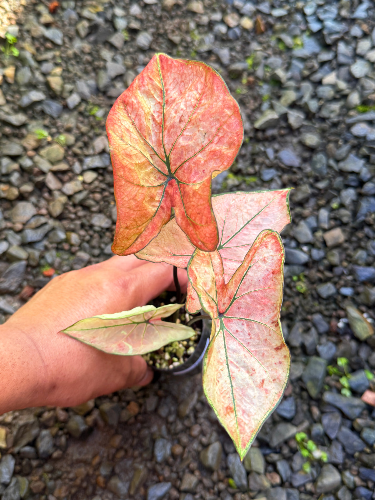Caladium Hybrid T60
