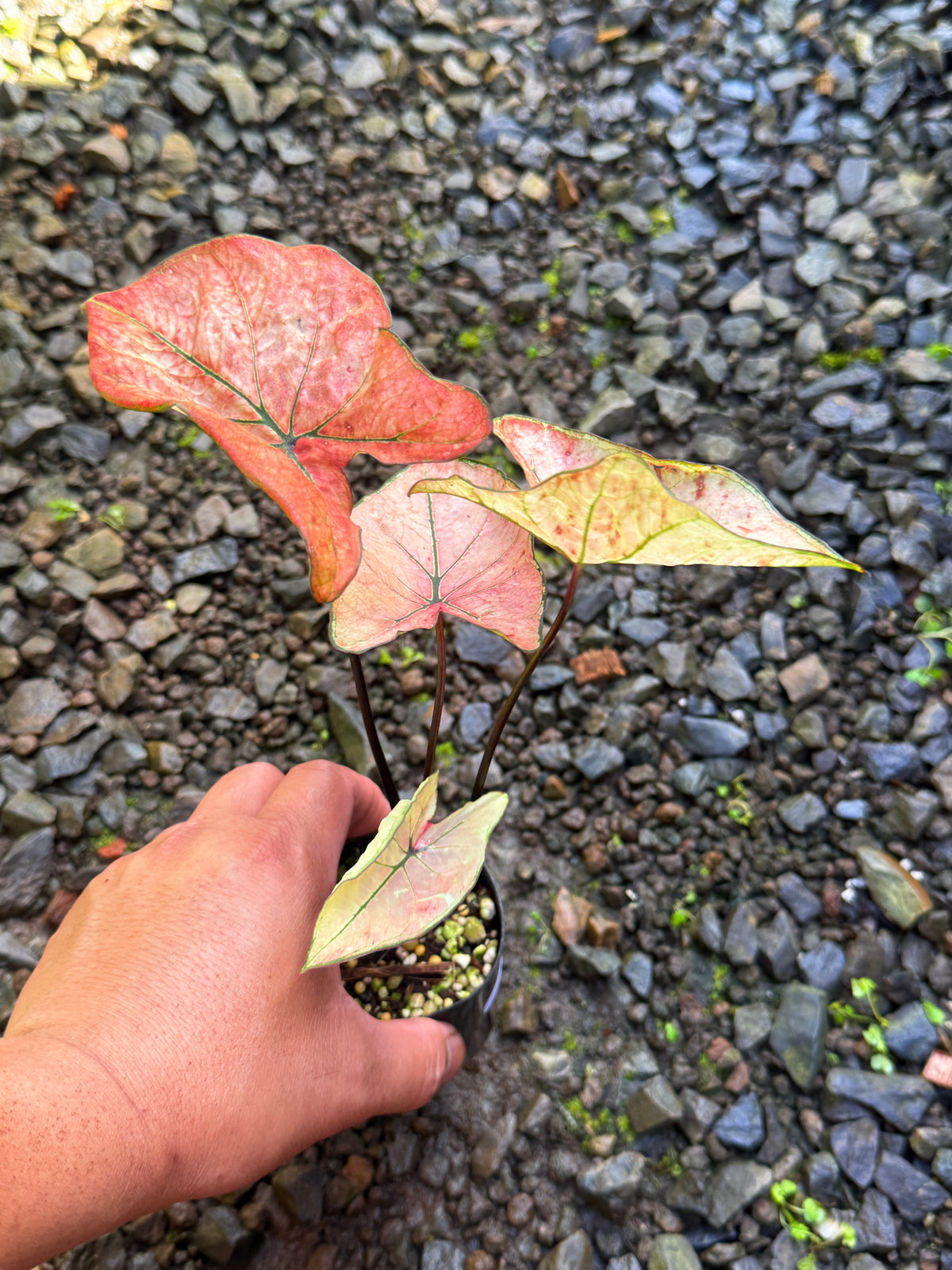 Caladium Hybrid T60