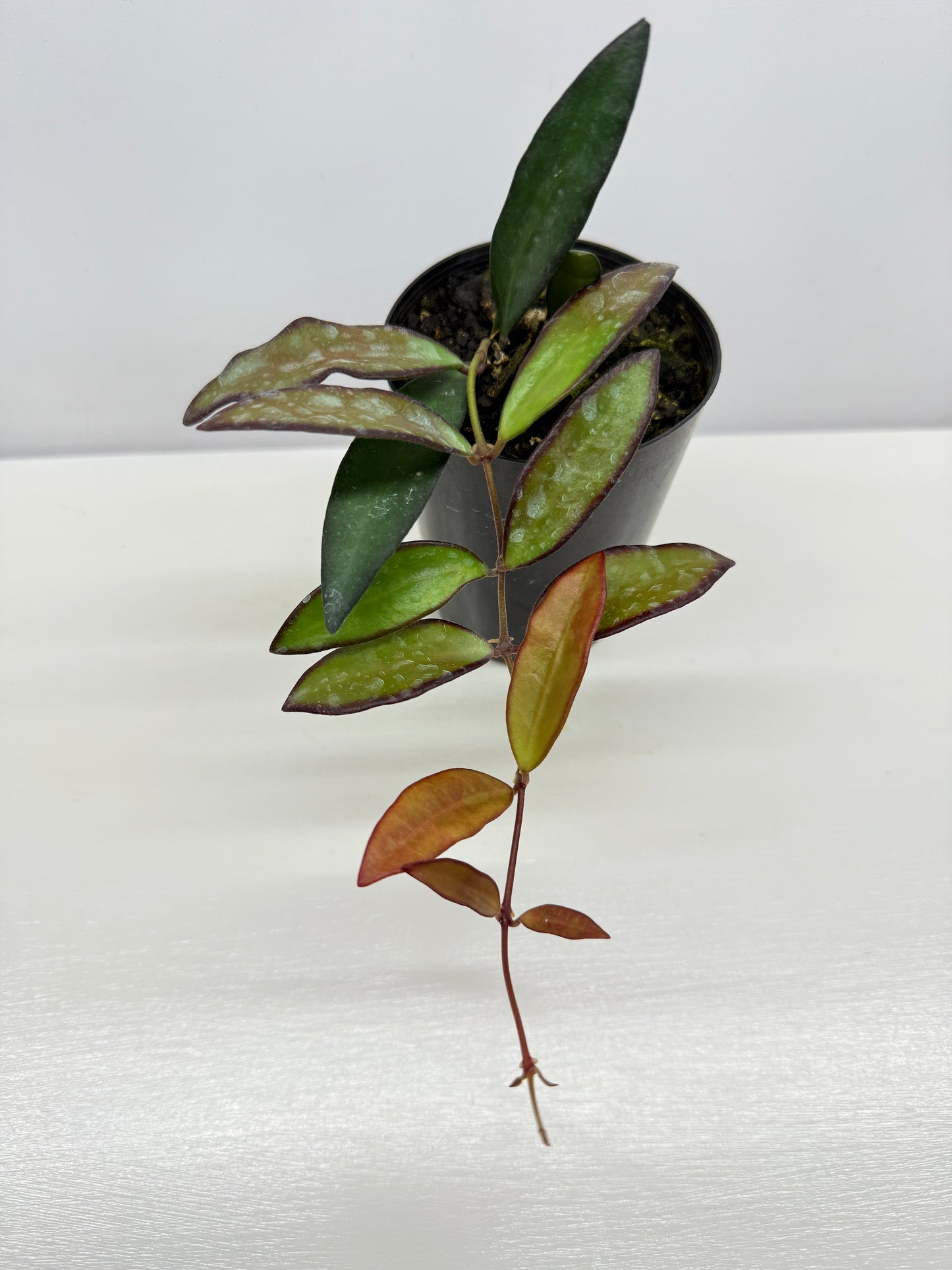 Hoya 'Rosita' - Rarely Offered H31