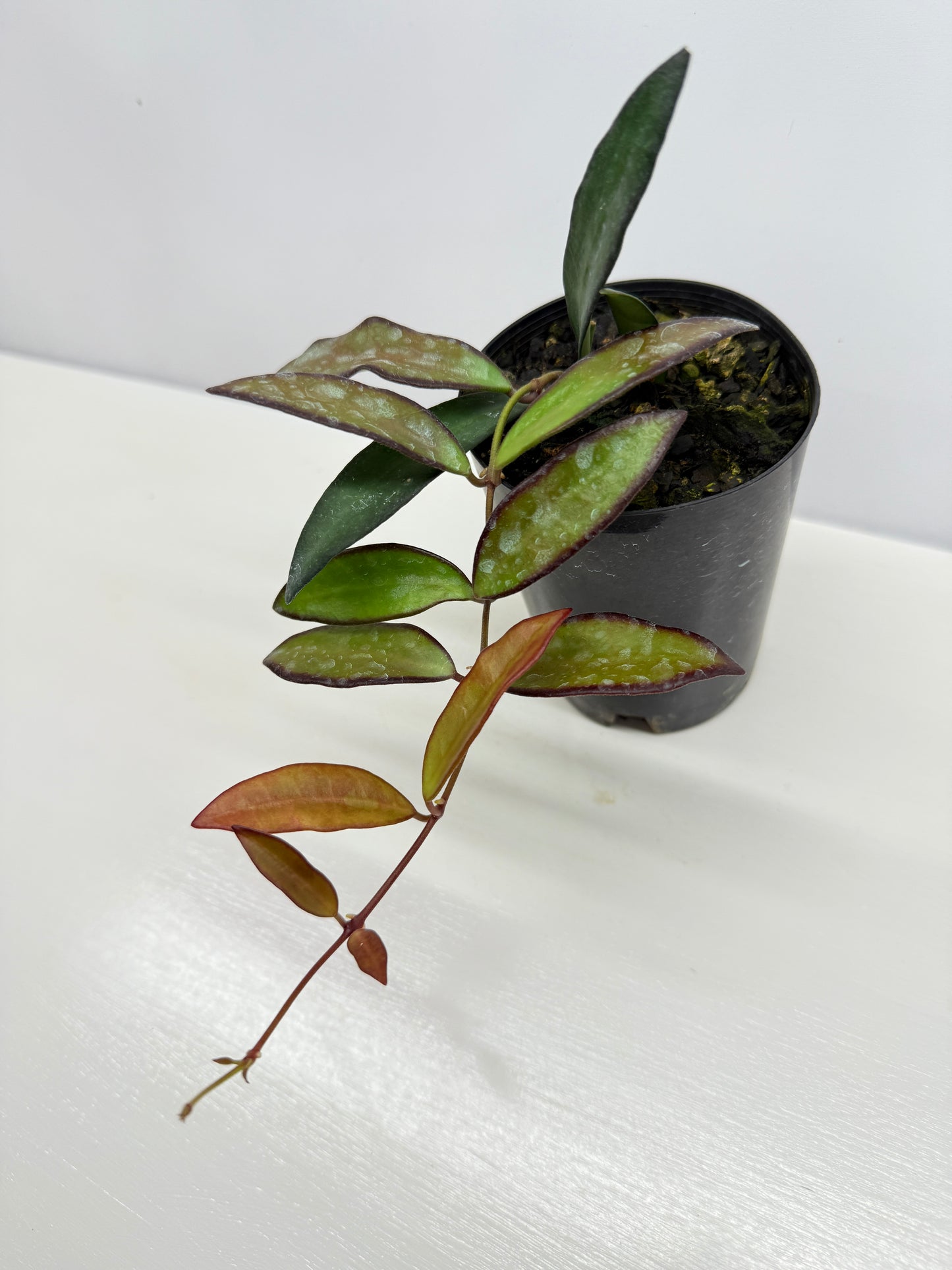 Hoya 'Rosita' - Rarely Offered H31