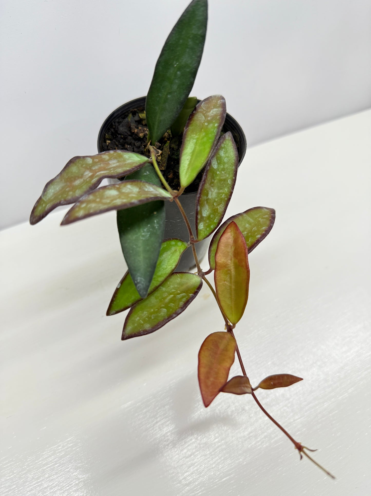 Hoya 'Rosita' - Rarely Offered H31