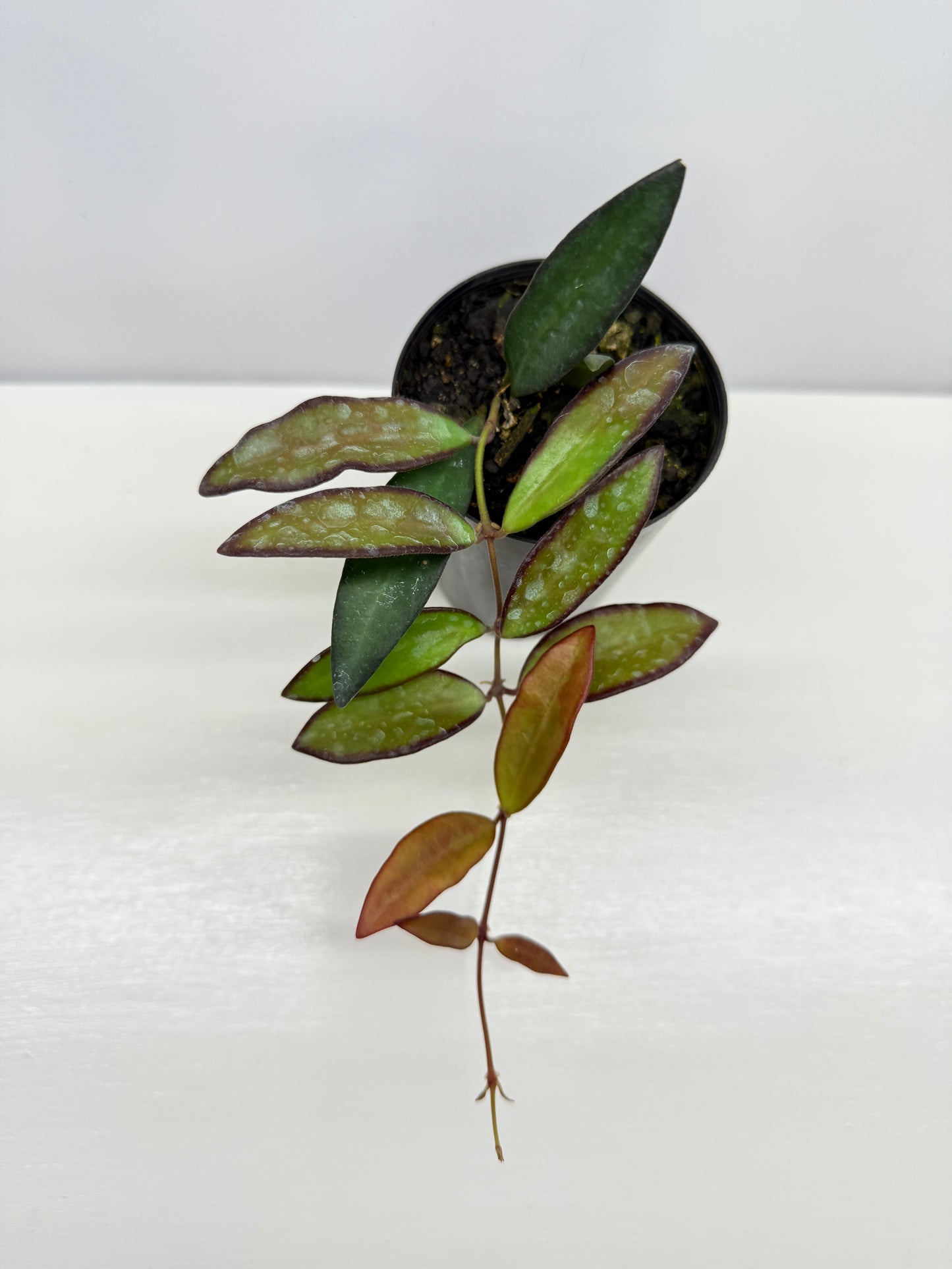 Hoya 'Rosita' - Rarely Offered H31