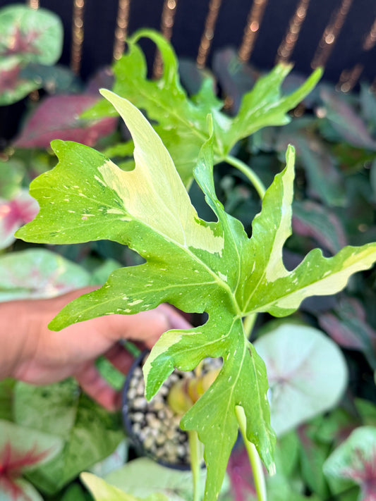 Philodendron 'Warscewiczii Variegated' M25