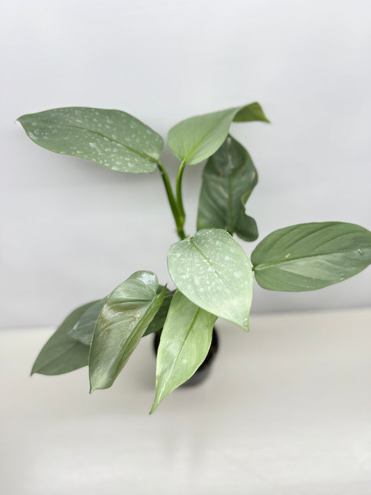 Philodendron Silver Sword P48