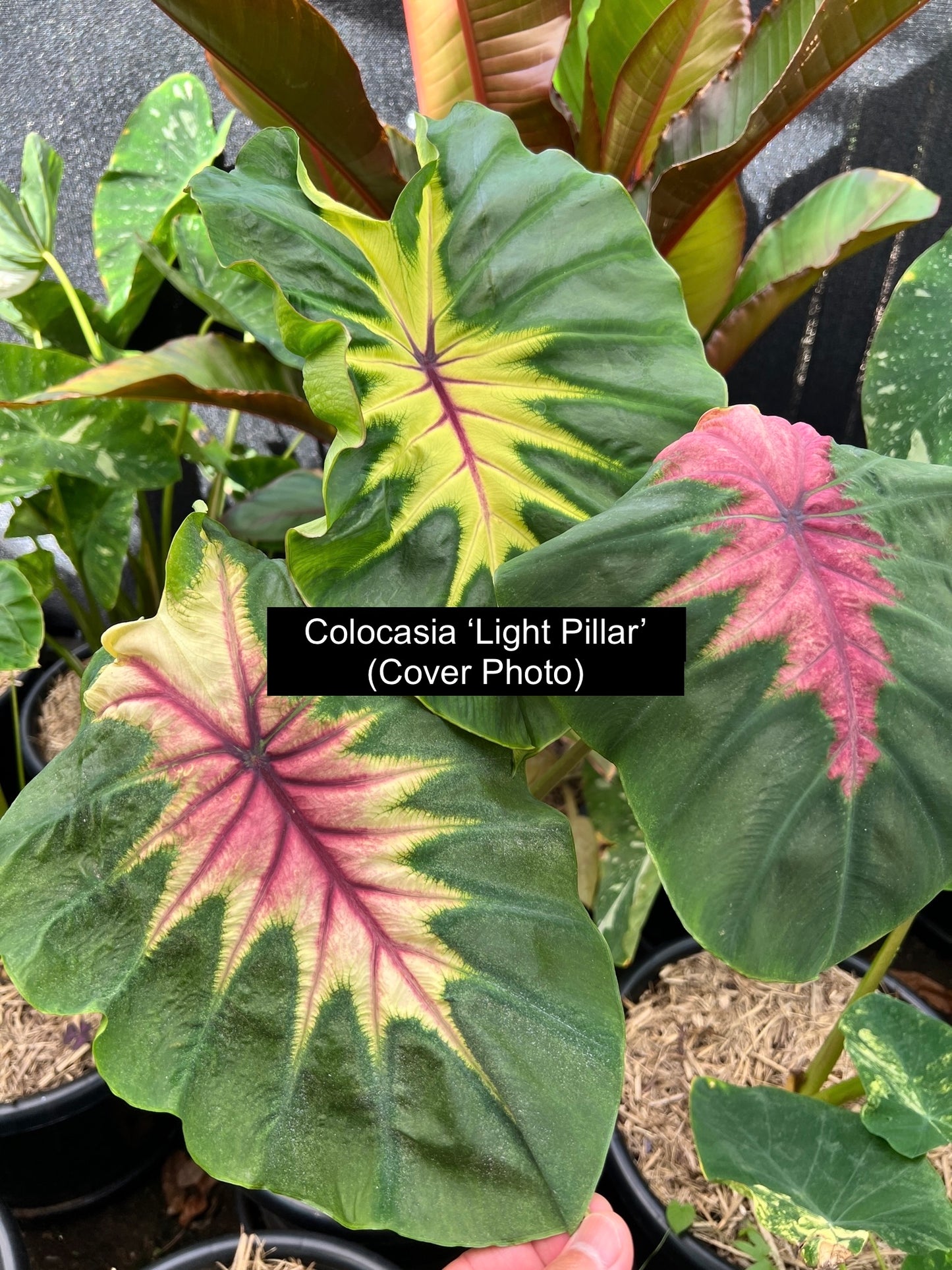 Colocasia Light Pillar B301