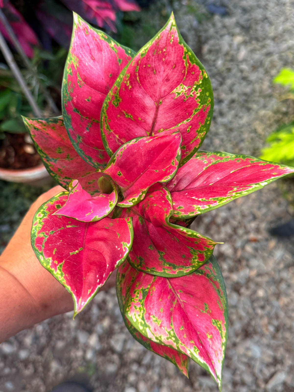 Best Pick in Stock - Aglaonema 'Red Unyamanee'