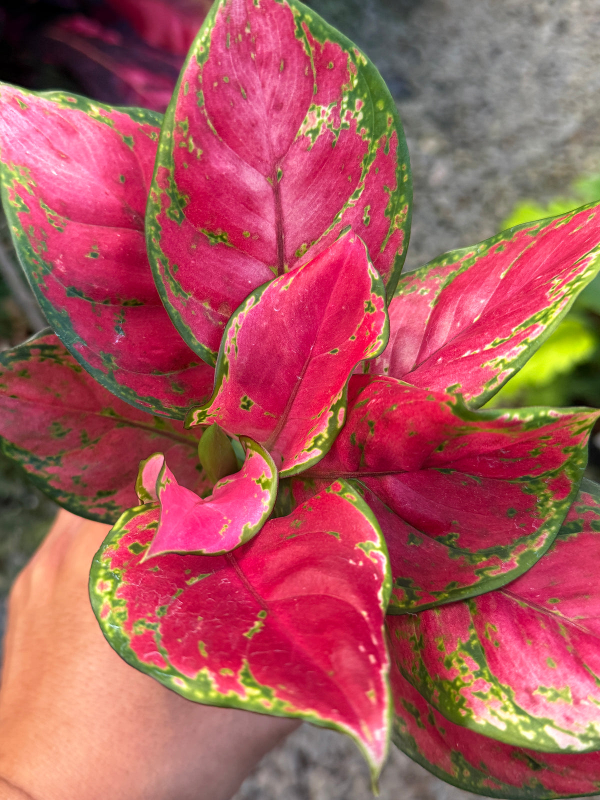 Best Pick in Stock - Aglaonema 'Red Unyamanee'