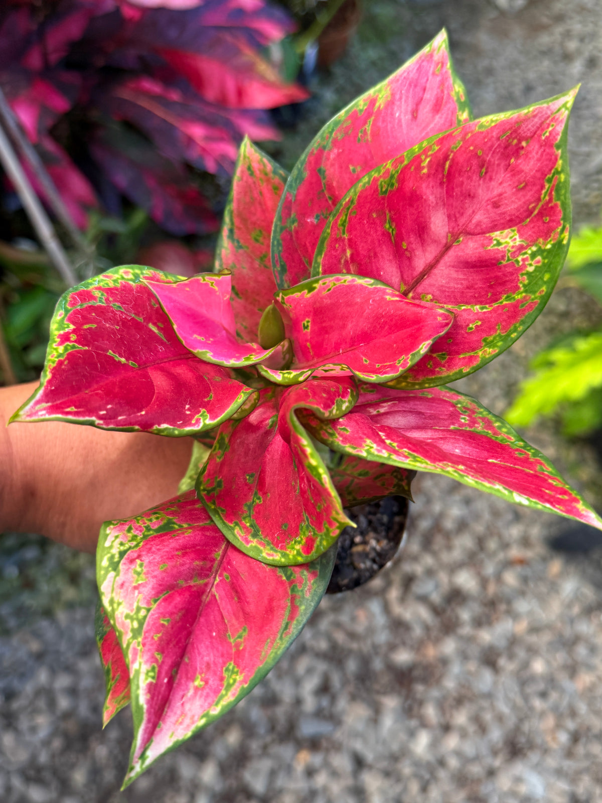 Best Pick in Stock - Aglaonema 'Red Unyamanee'