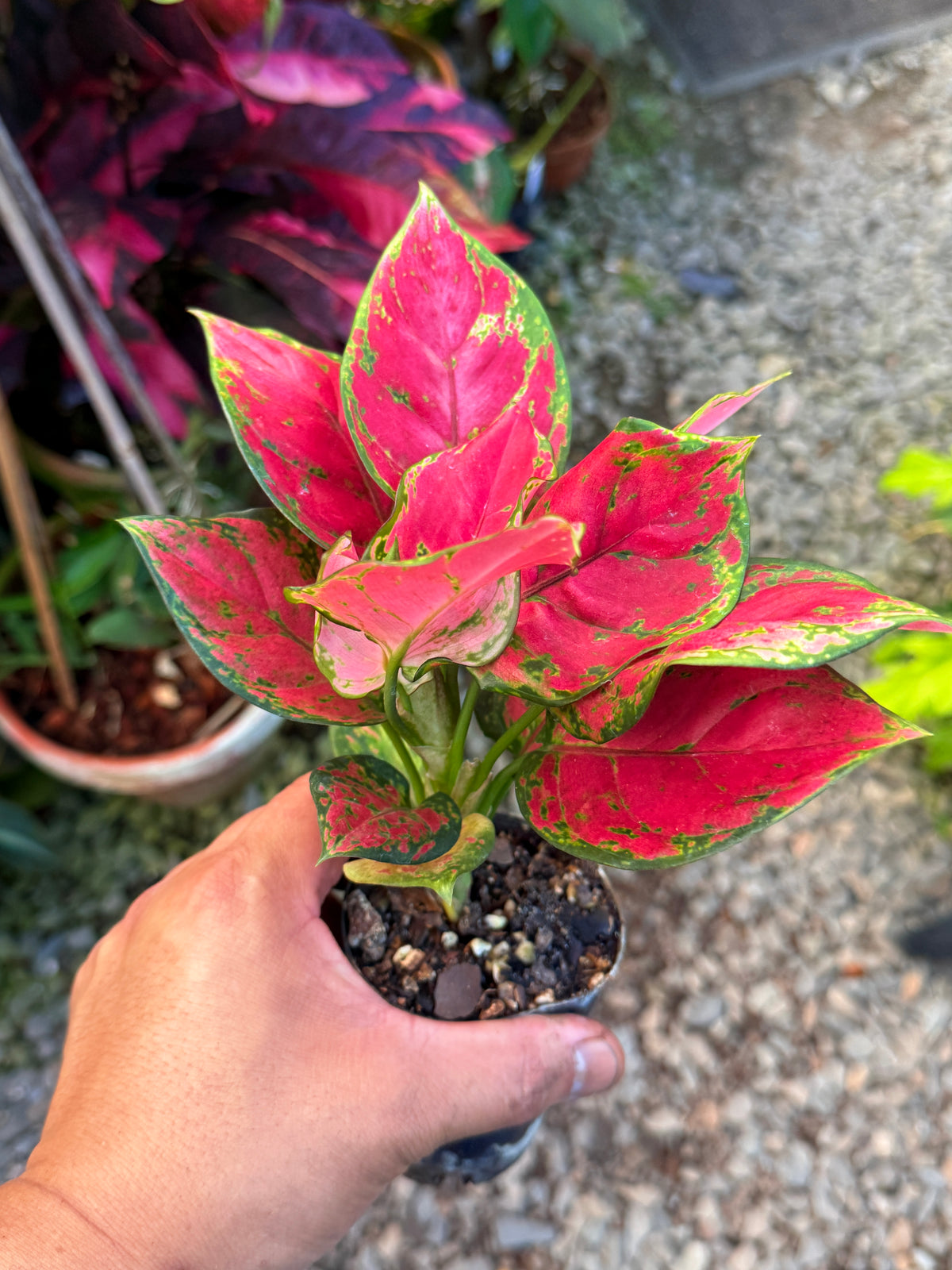 Best Pick in Stock - Aglaonema 'Red Unyamanee'