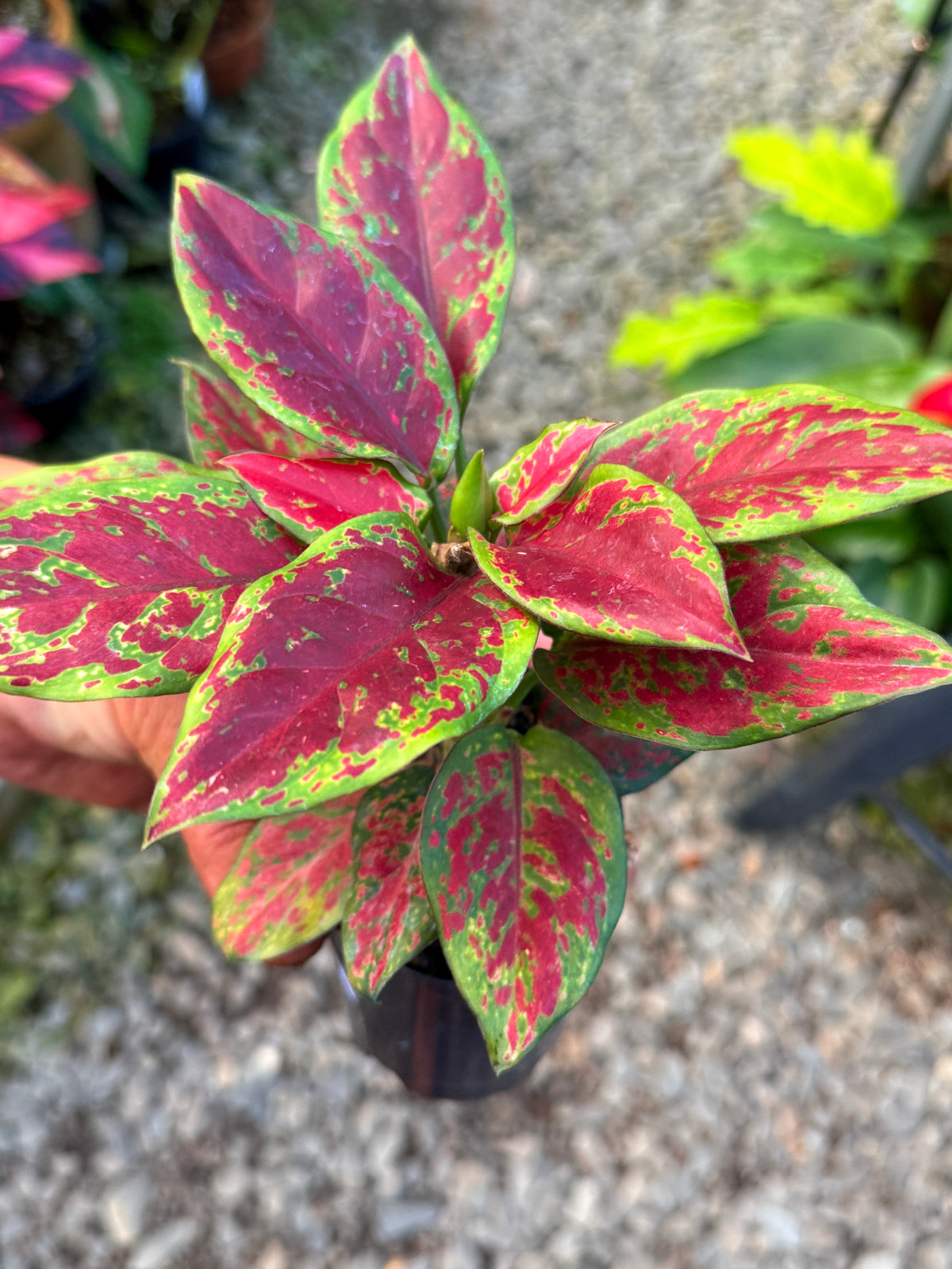Best Pick in Stock - Aglaonema 'Back Maroon'