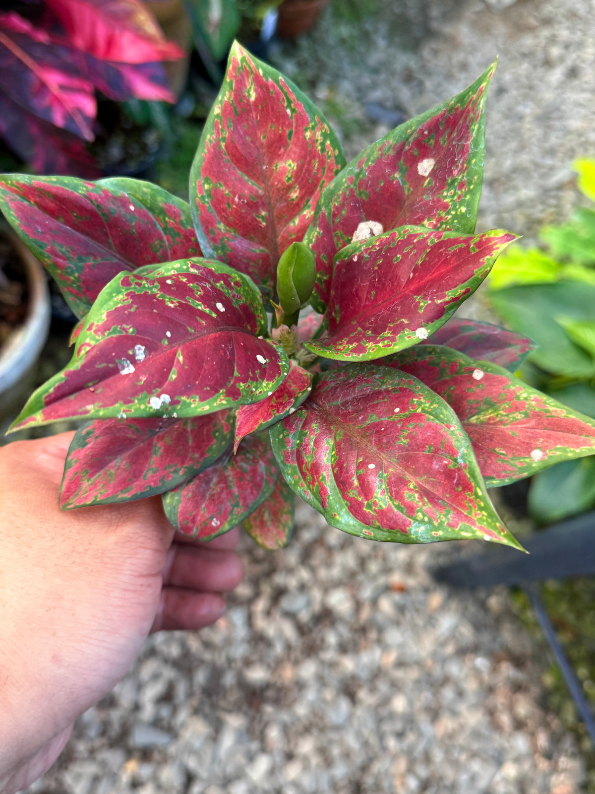 Best Pick in Stock - Aglaonema 'Back Maroon'