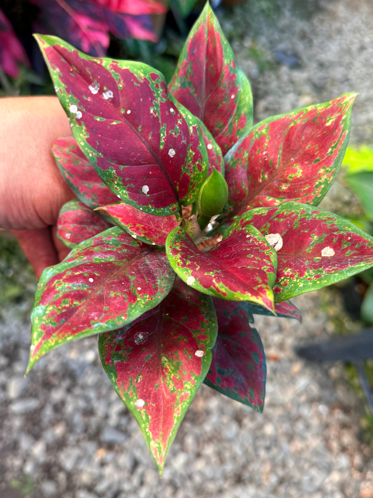 Best Pick in Stock - Aglaonema 'Back Maroon'