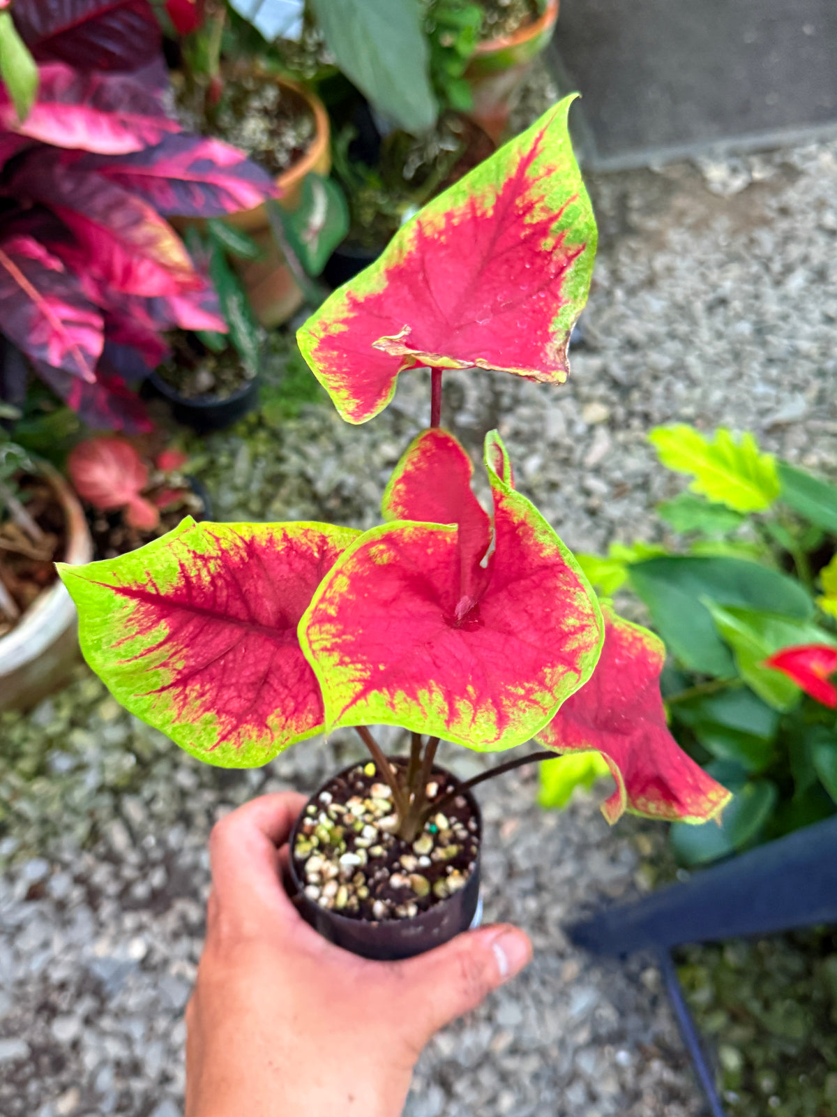Caladium 'Brilliant' T64