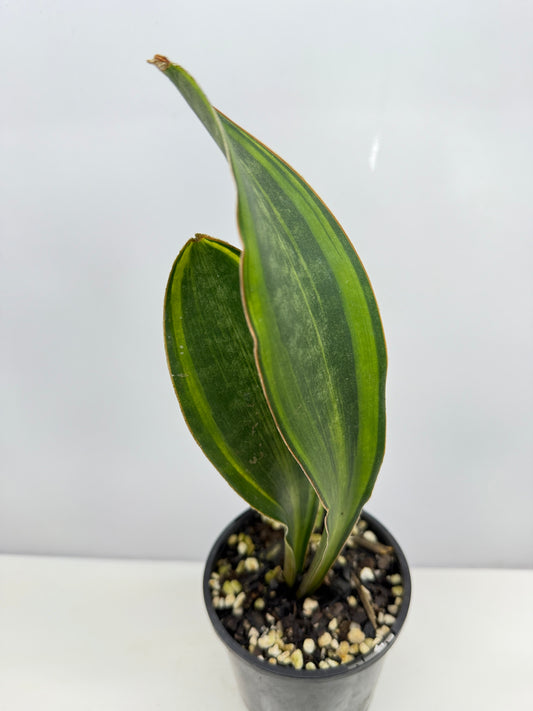 Sansevieria masoniana 'Variegated Whale Fin' B31
