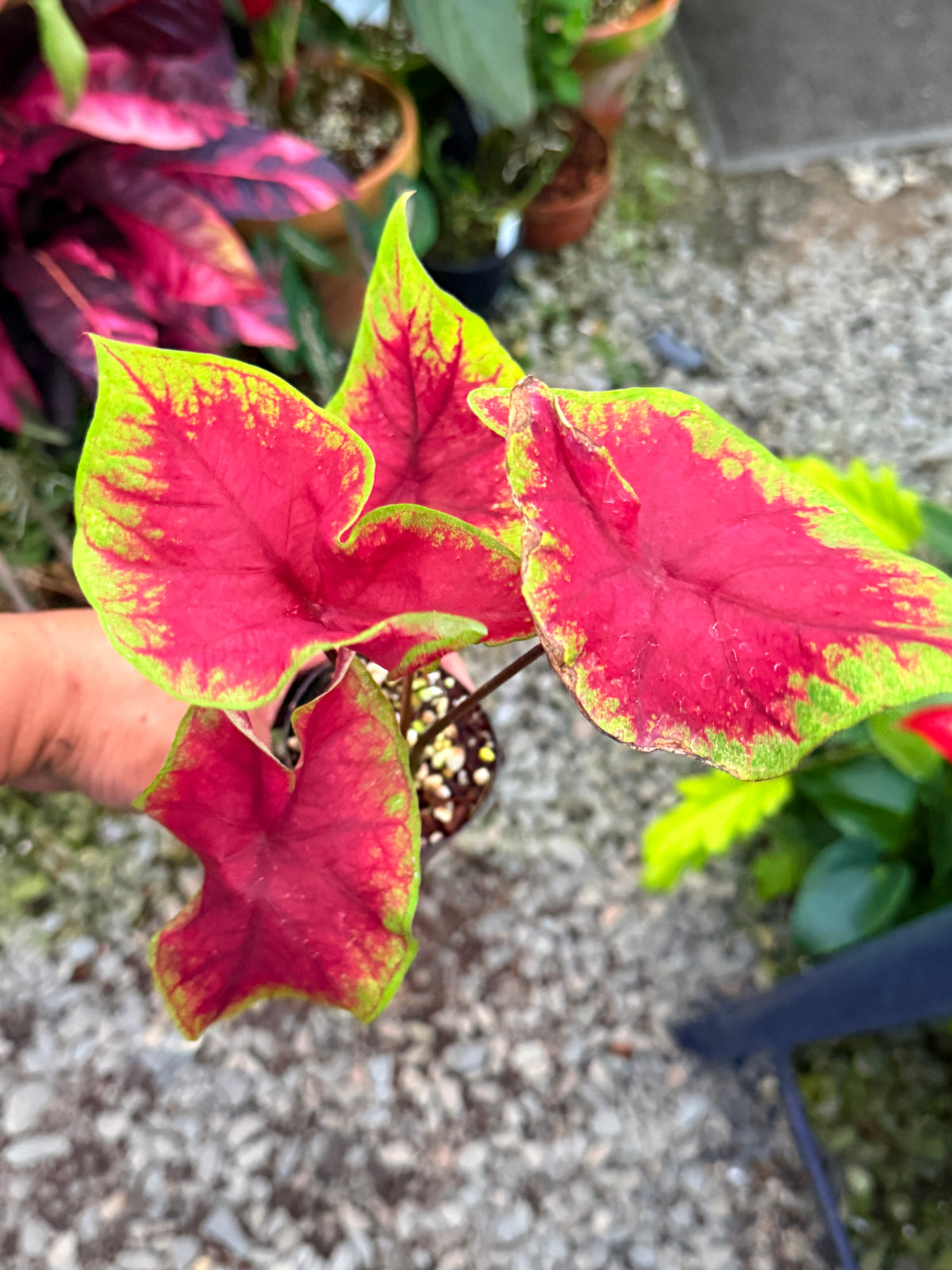 Caladium 'Brilliant' T64