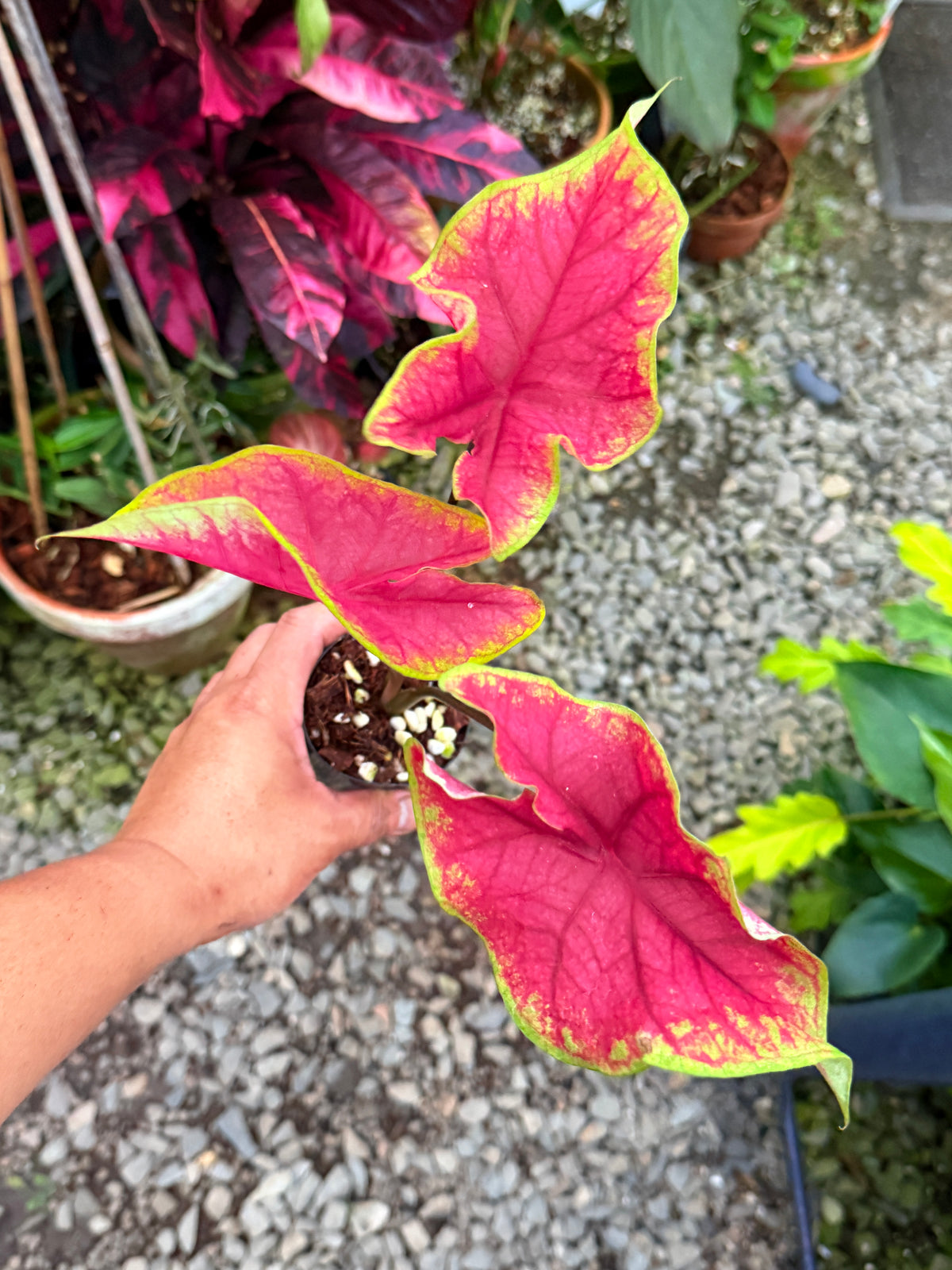 Caladium 'Brilliant' T65