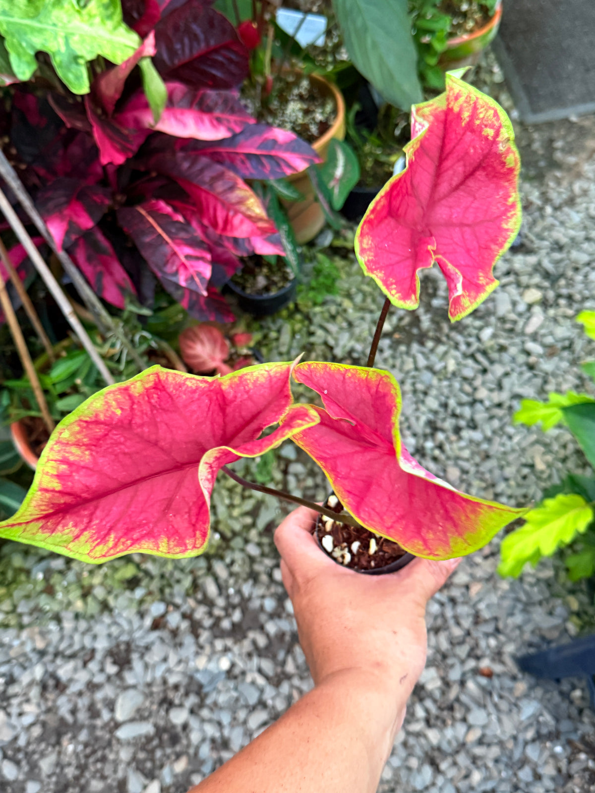 Caladium 'Brilliant' T65