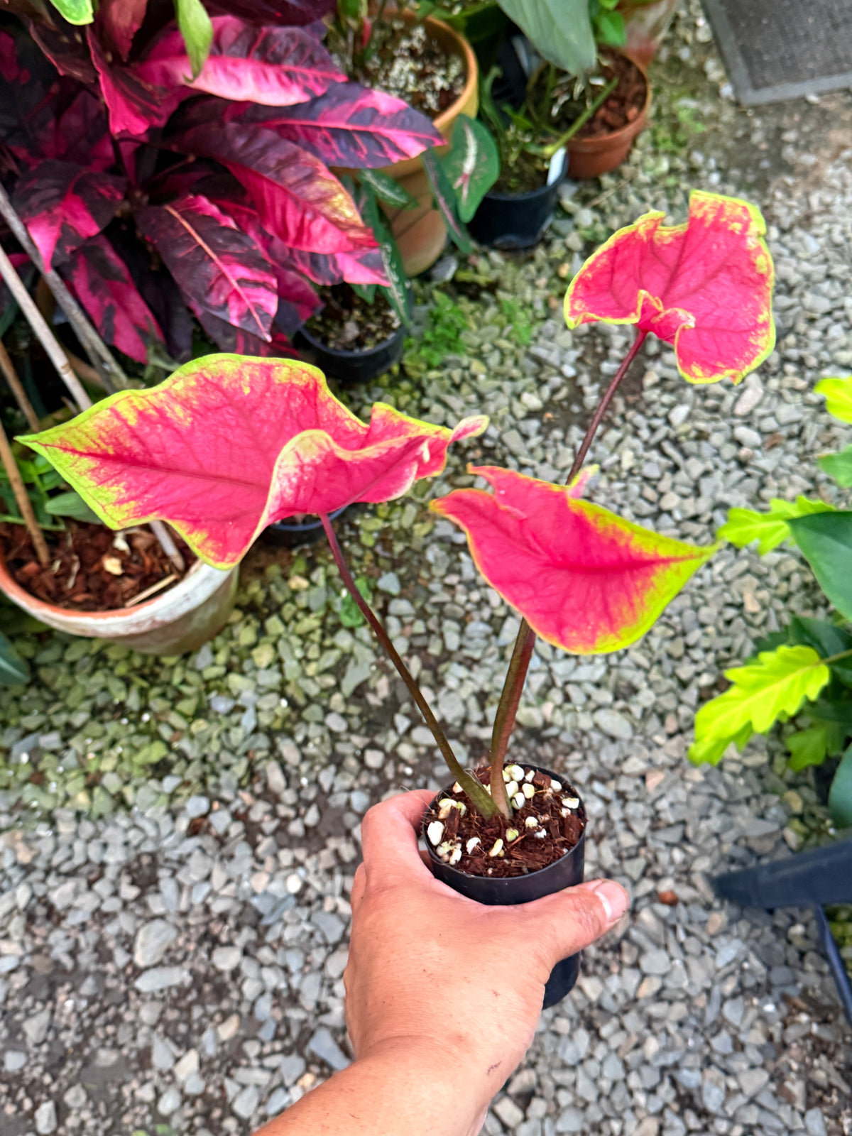 Caladium 'Brilliant' T65
