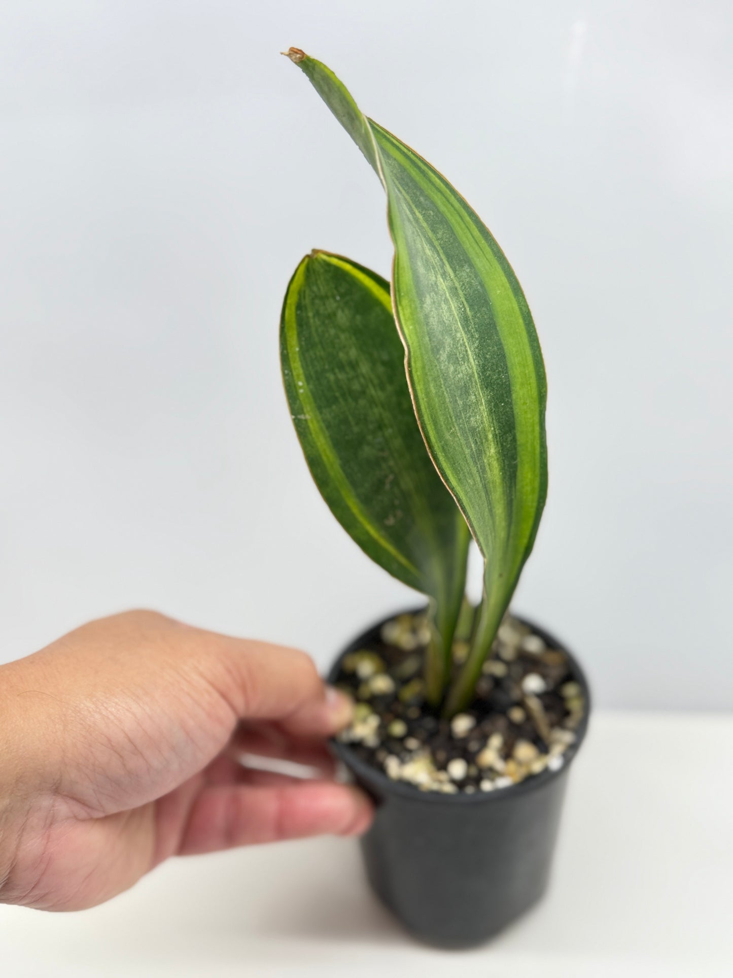 Sansevieria masoniana 'Variegated Whale Fin' B31