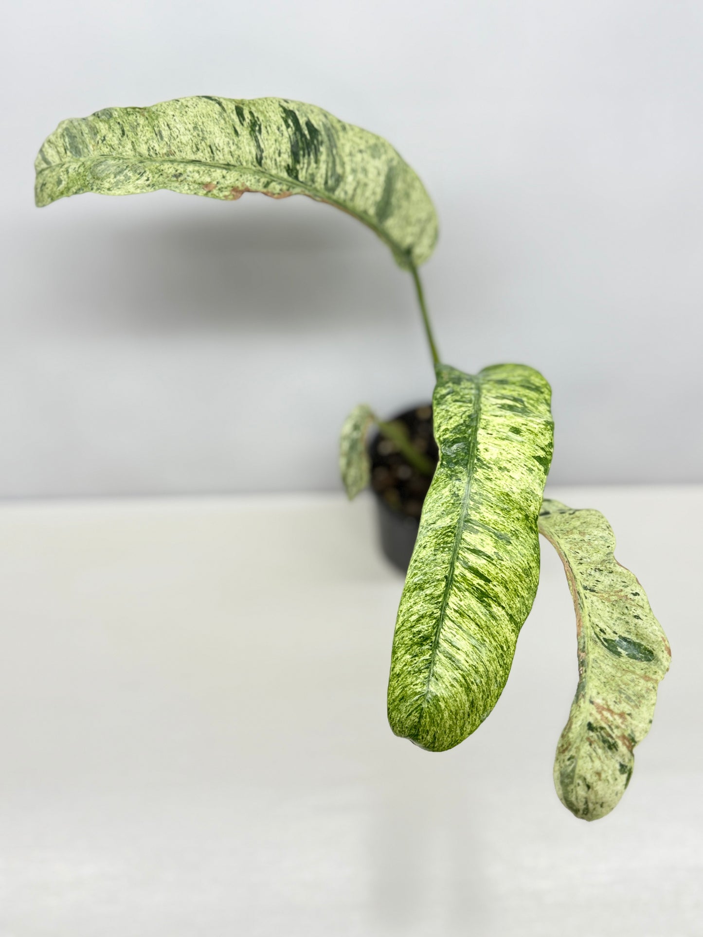 Epipremnum 'Gigantium Marble' - Matured Form B32