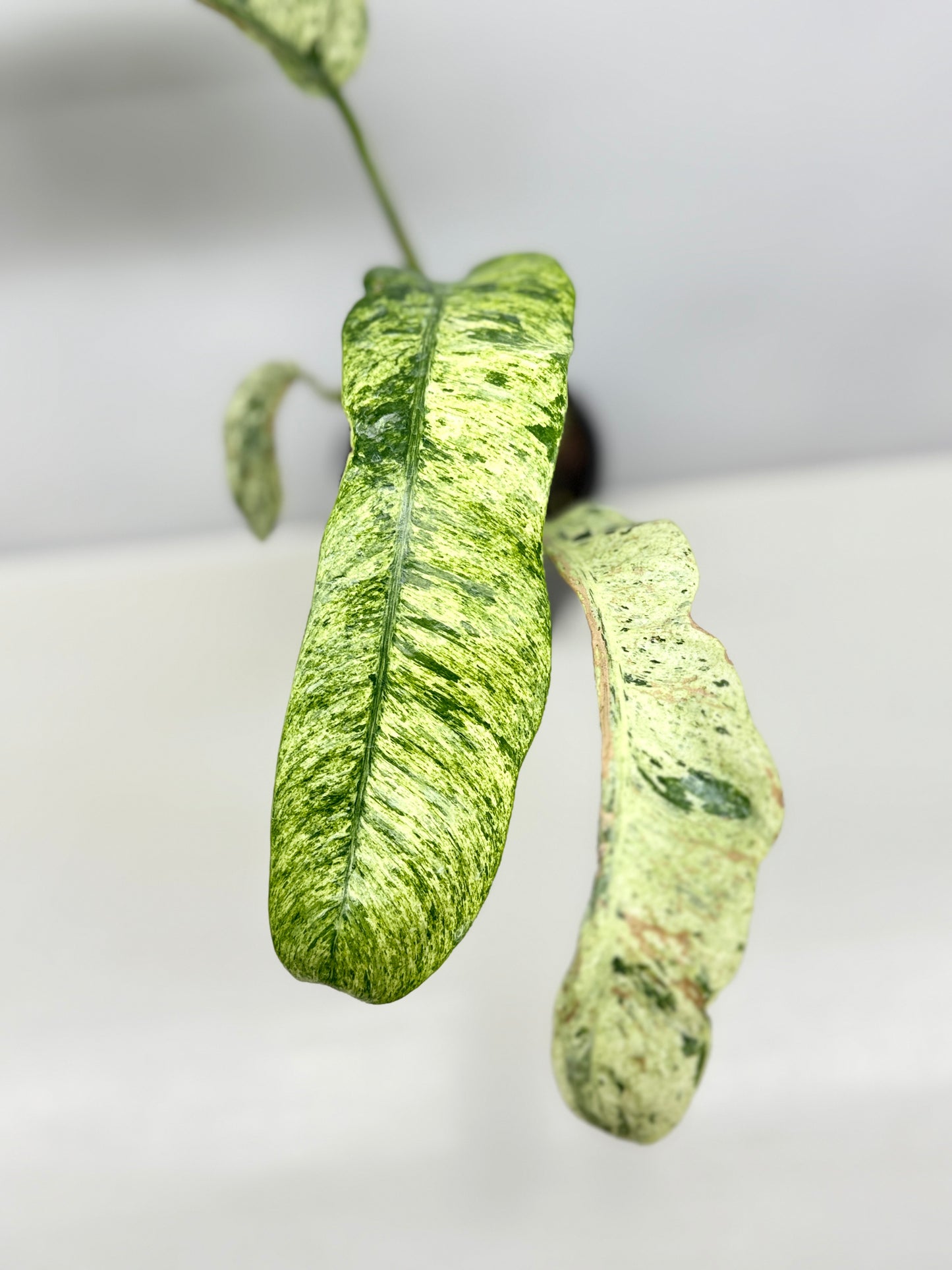 Epipremnum 'Gigantium Marble' - Matured Form B32