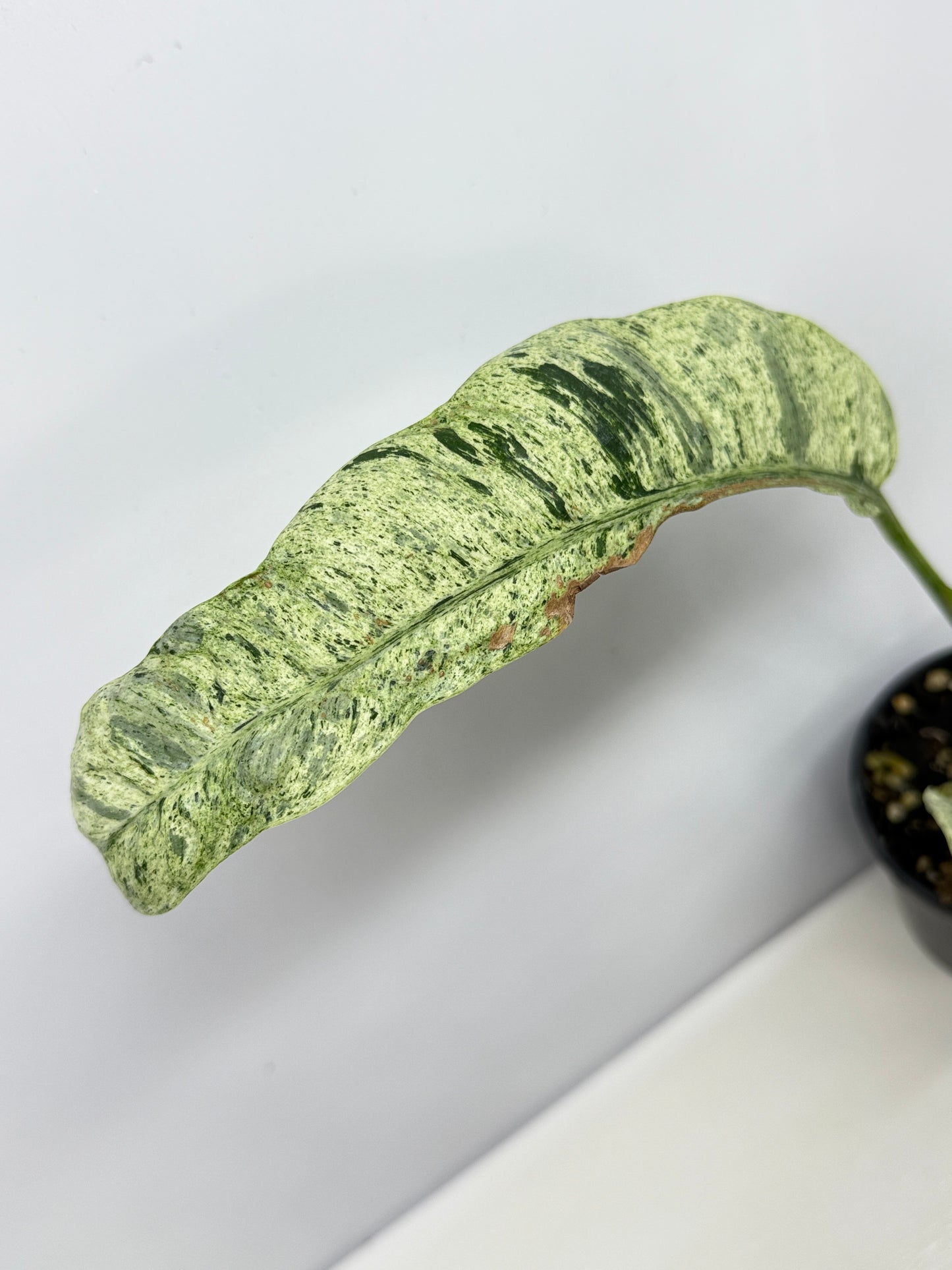 Epipremnum 'Gigantium Marble' - Matured Form B32