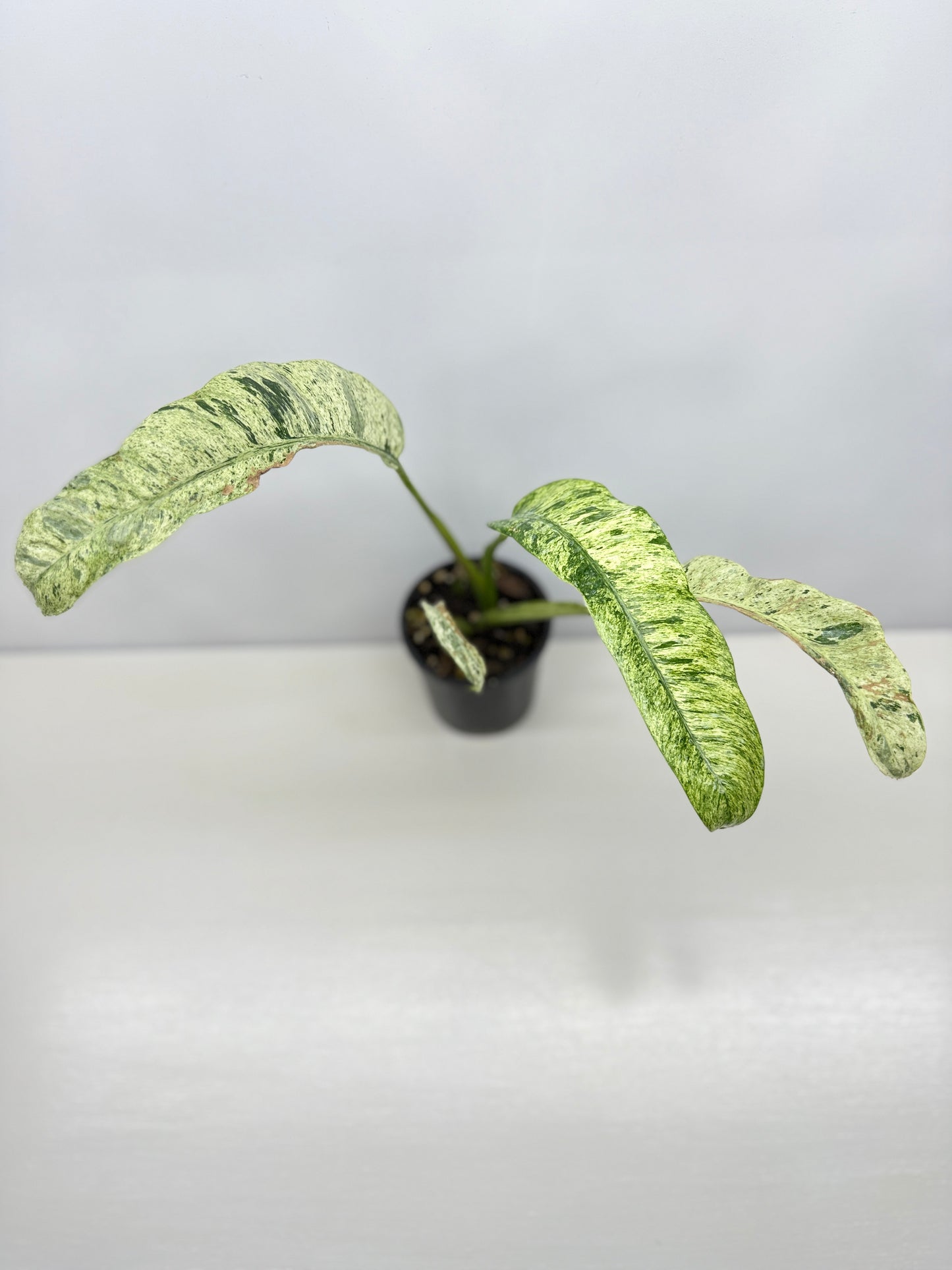 Epipremnum 'Gigantium Marble' - Matured Form B32