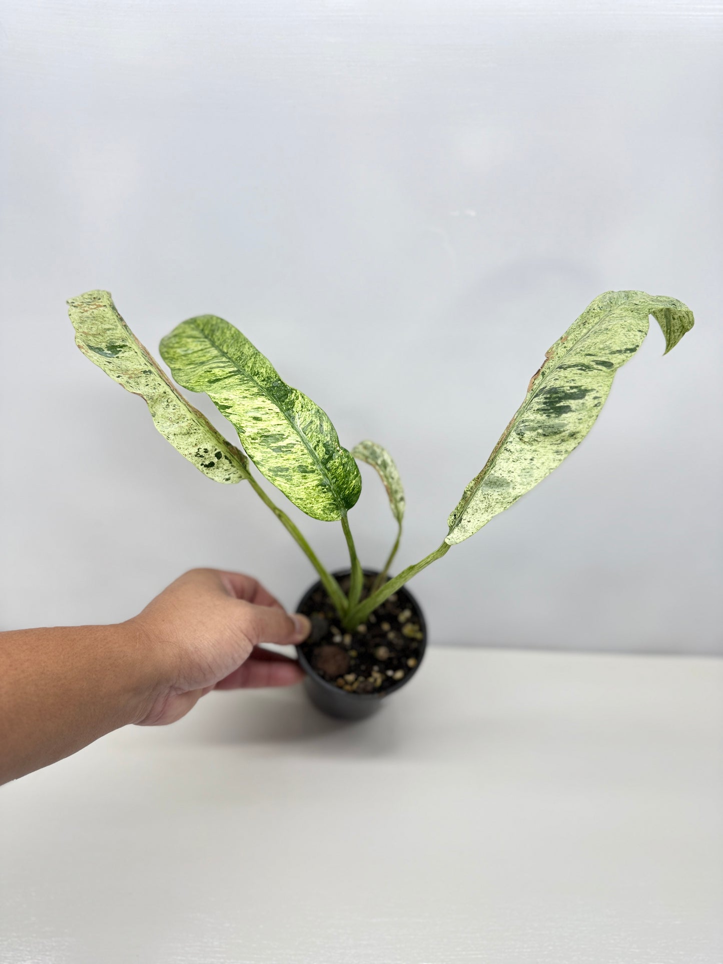 Epipremnum 'Gigantium Marble' - Matured Form B32