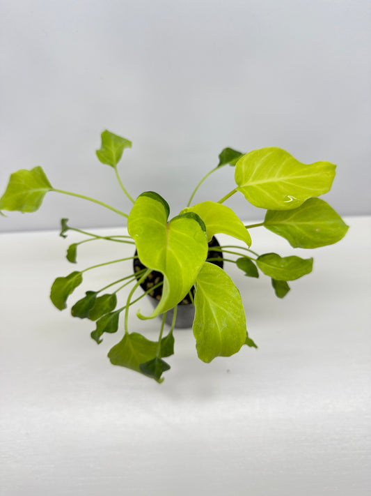 Philodendron 'Xanadu Variegata' B33