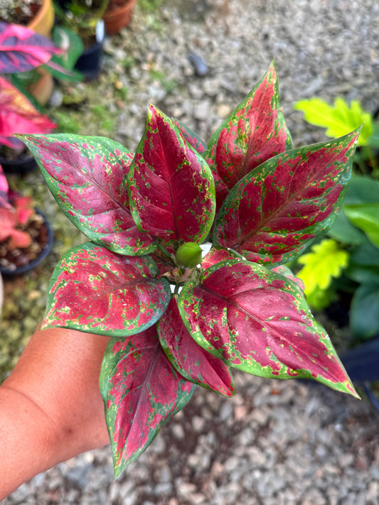 Best Pick in Stock - Aglaonema 'Back Maroon'