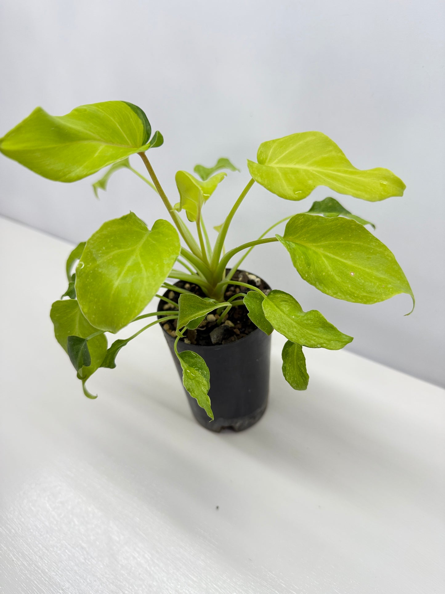 Philodendron 'Xanadu Variegata' B33