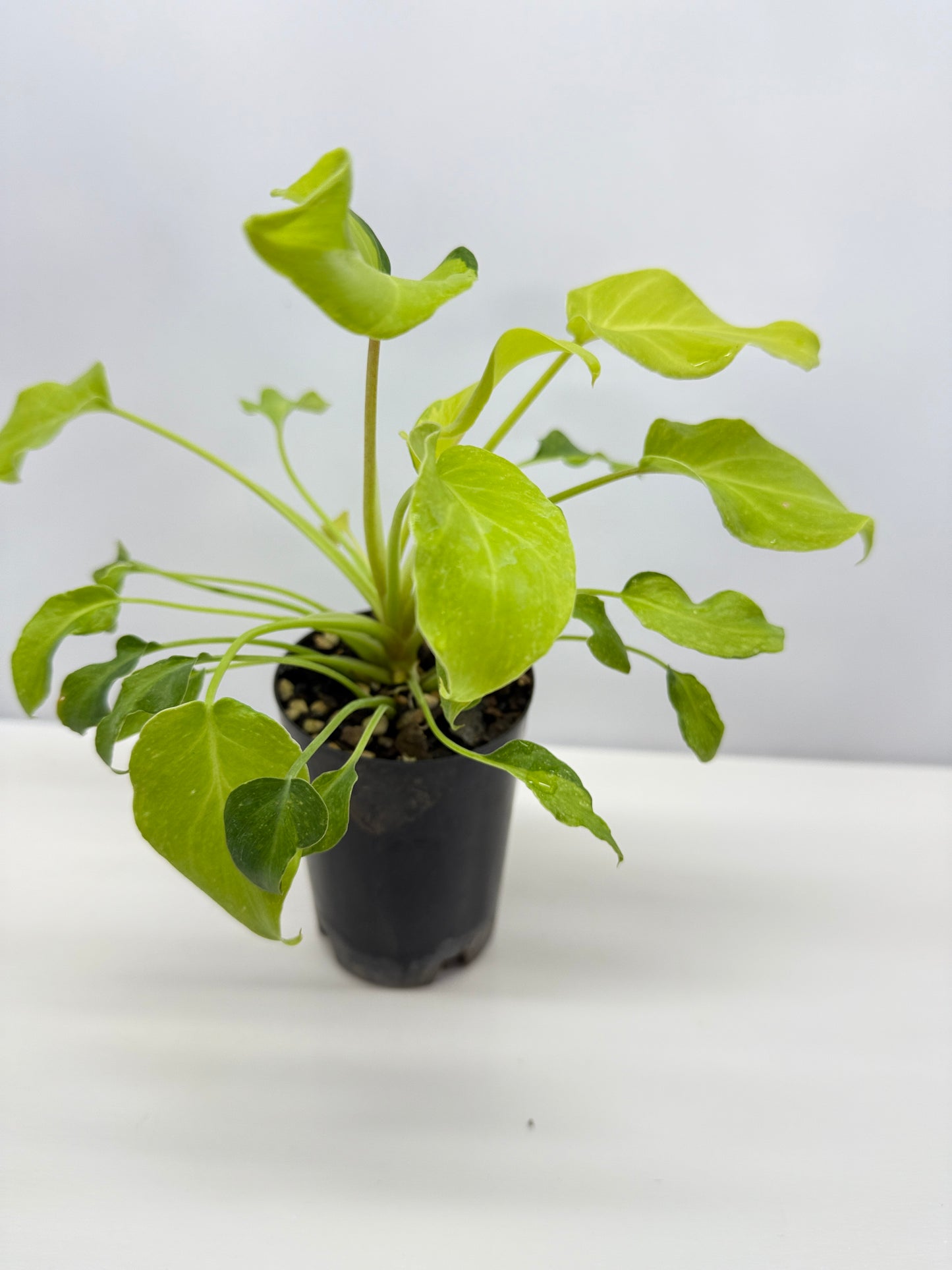 Philodendron 'Xanadu Variegata' B33