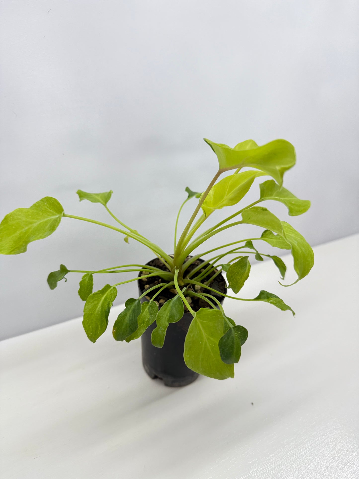 Philodendron 'Xanadu Variegata' B33