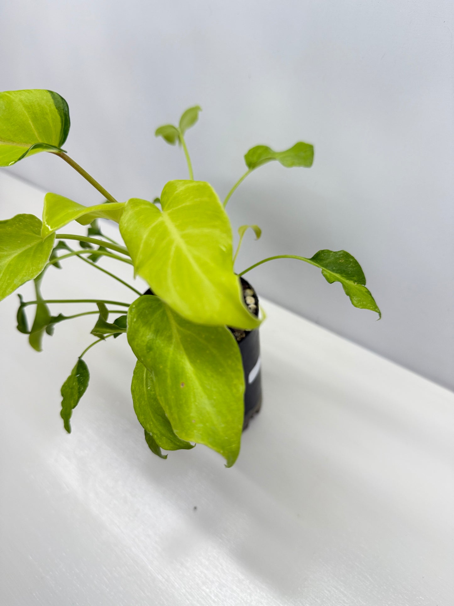 Philodendron 'Xanadu Variegata' B33