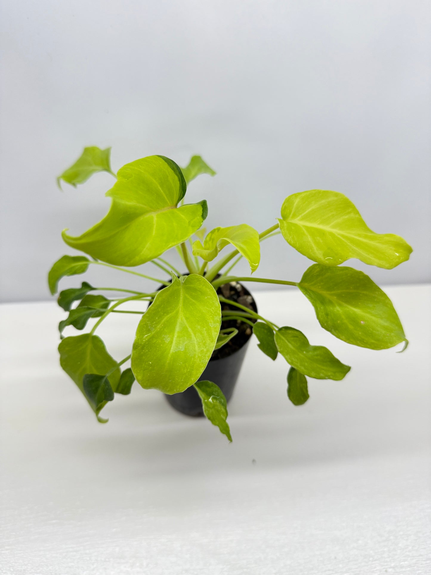 Philodendron 'Xanadu Variegata' B33