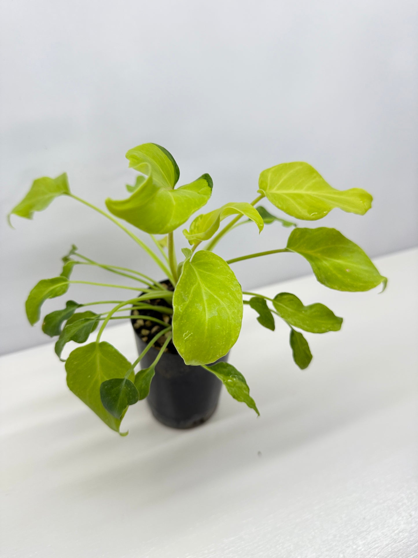 Philodendron 'Xanadu Variegata' B33